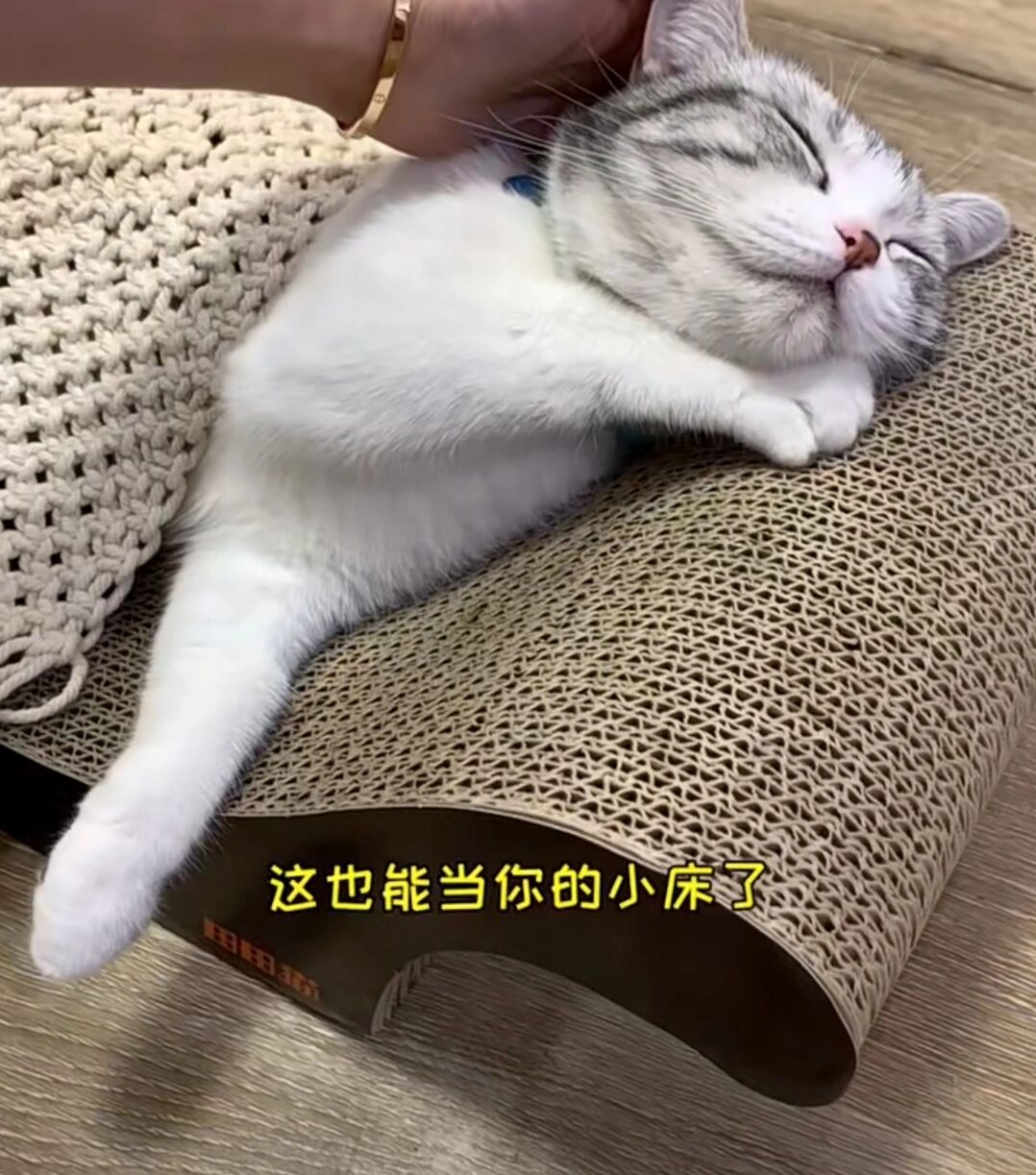 王泡芙生小猫图片