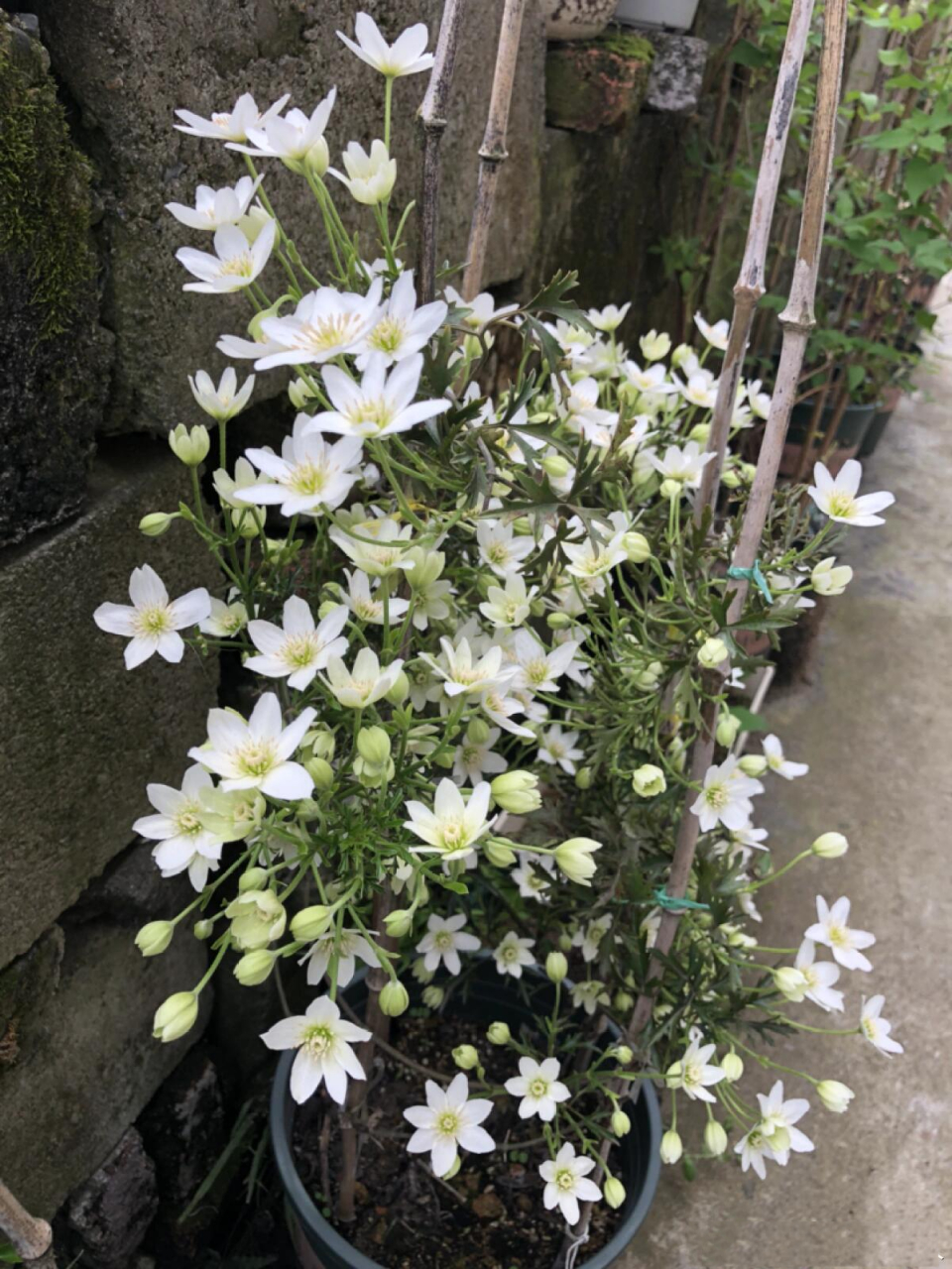 银币是常绿铁线莲品种,它株形小巧紧凑,可以室内盆栽,也可以室外盆栽