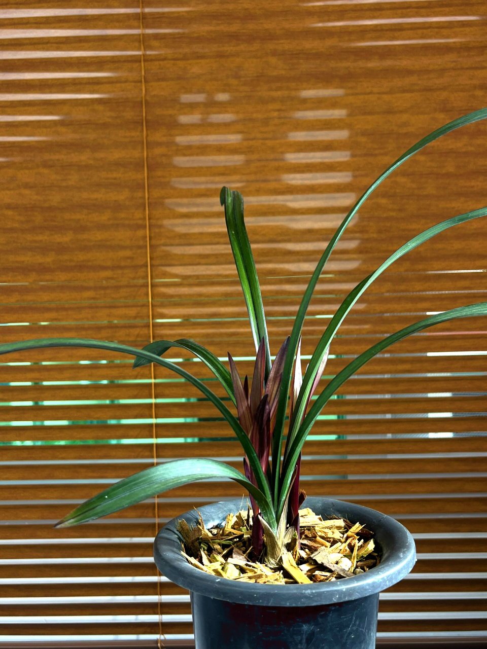 网红草建兰红草红荷| 建兰红草红荷是兰花中的网红品种,占尽风头!