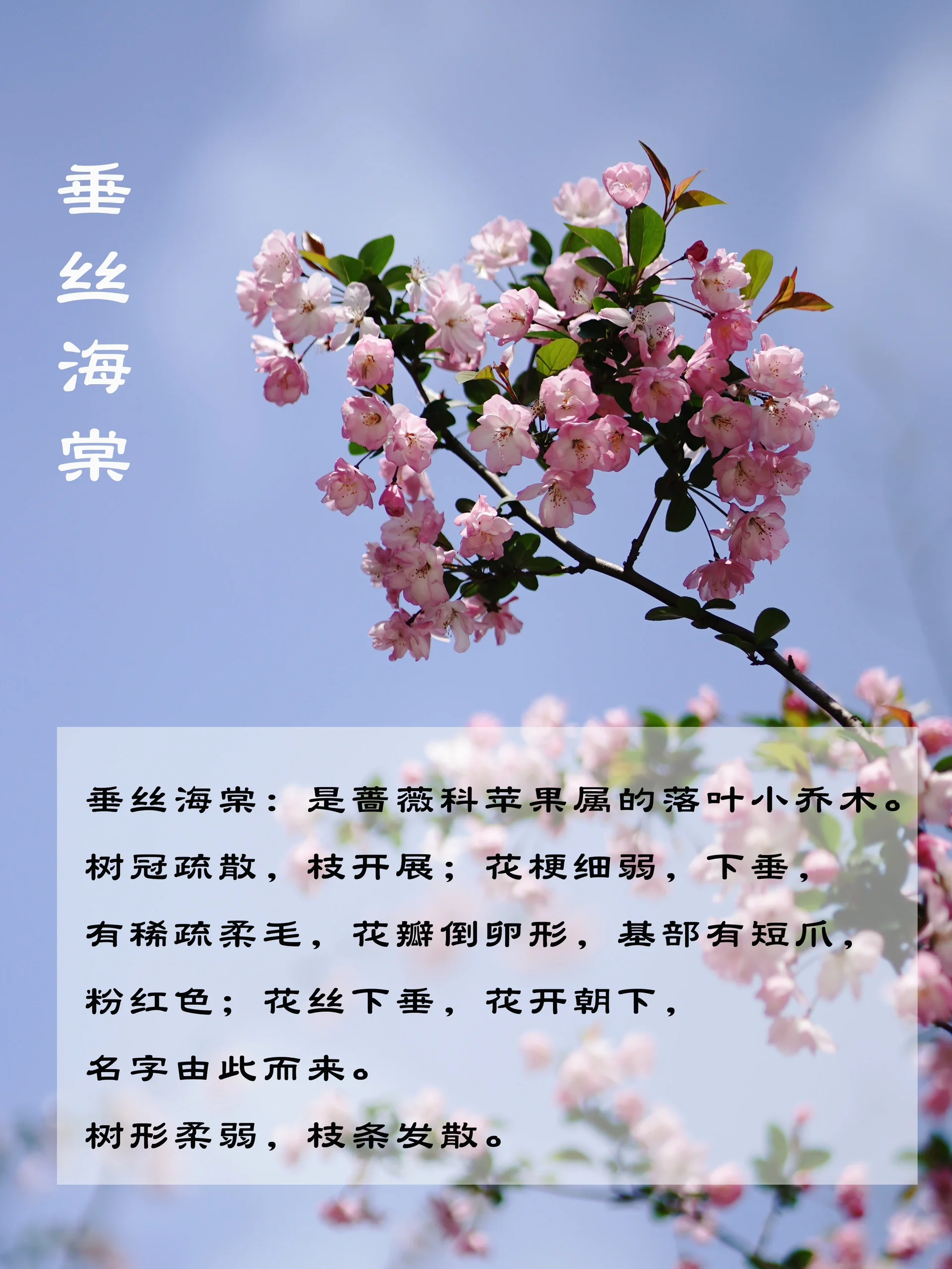 进来学7515一篇教你分清4种海棠花