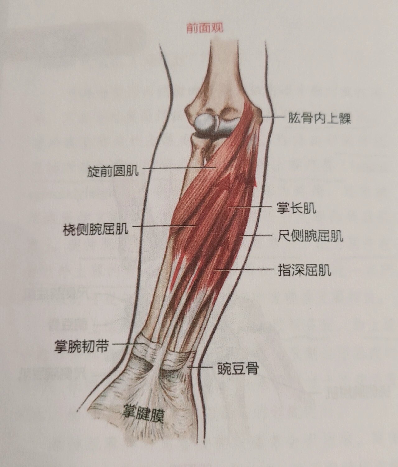 认识掌长肌 7815掌长肌 近端附着点 肱骨内上髁