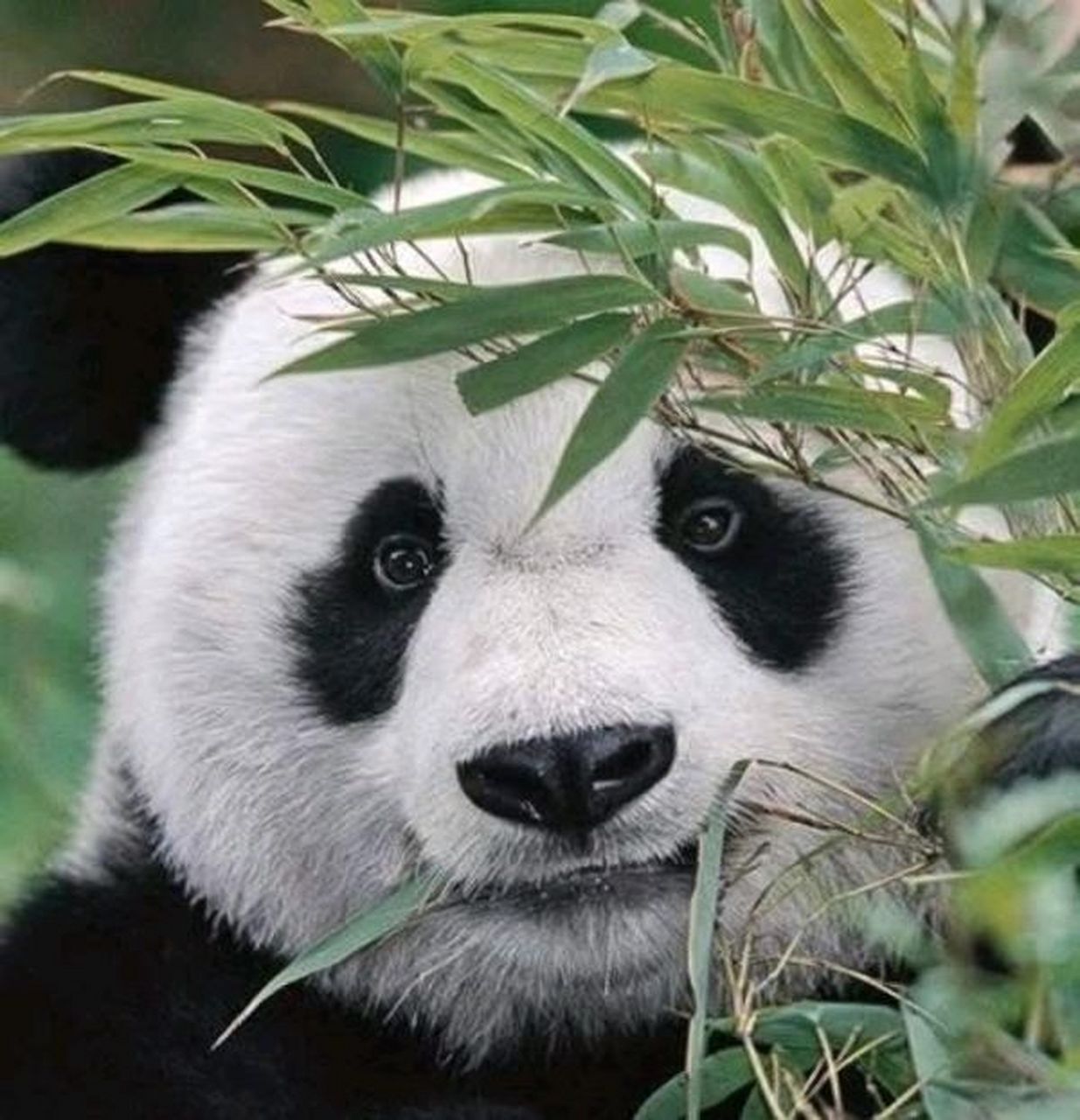 中心早年也是不做人,没比基地好多少;昭美,野生大熊猫被救助于昭觉县