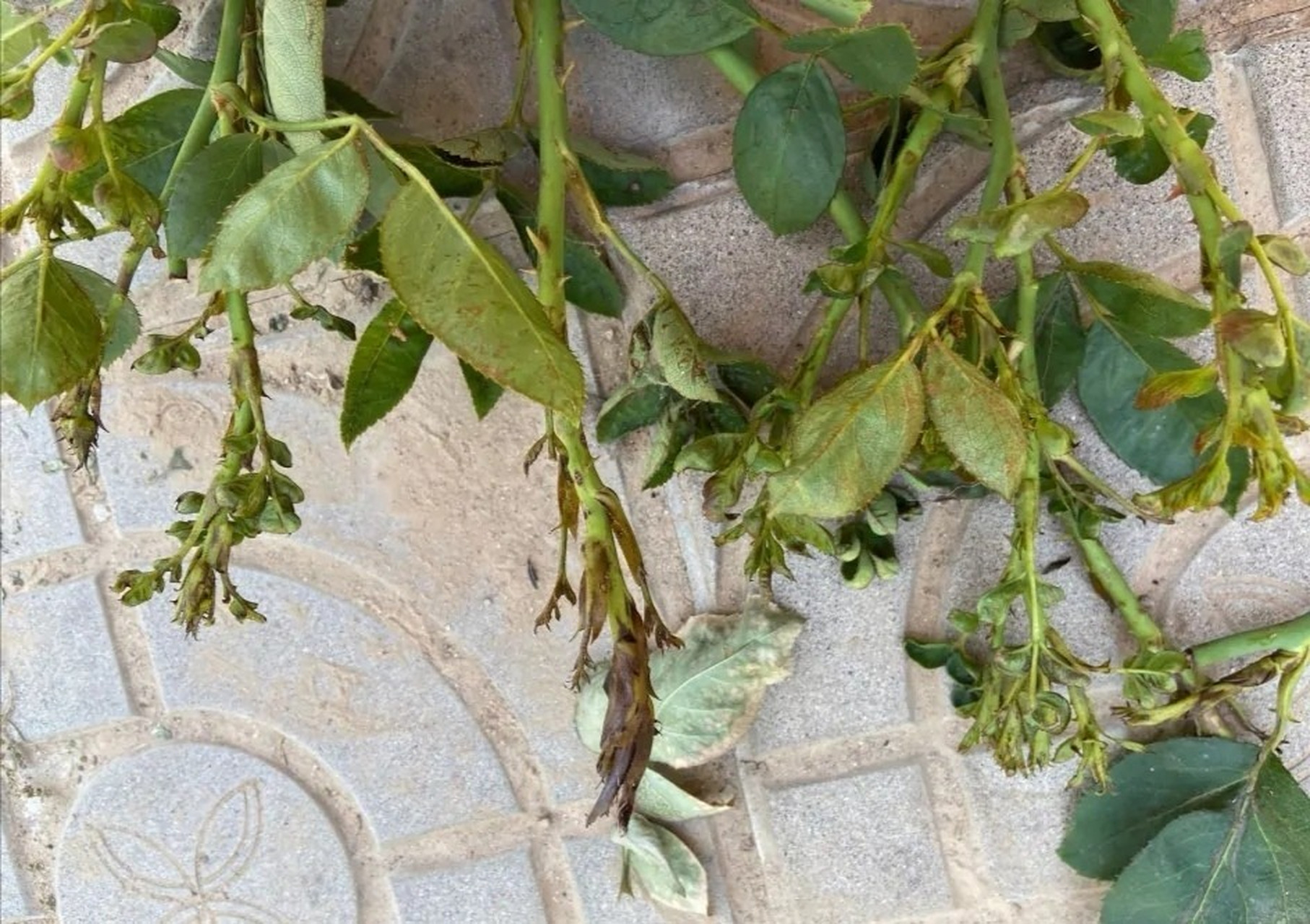 月季蓟马的防治 月季蓟马的防治 一:蓟马到底是什么?