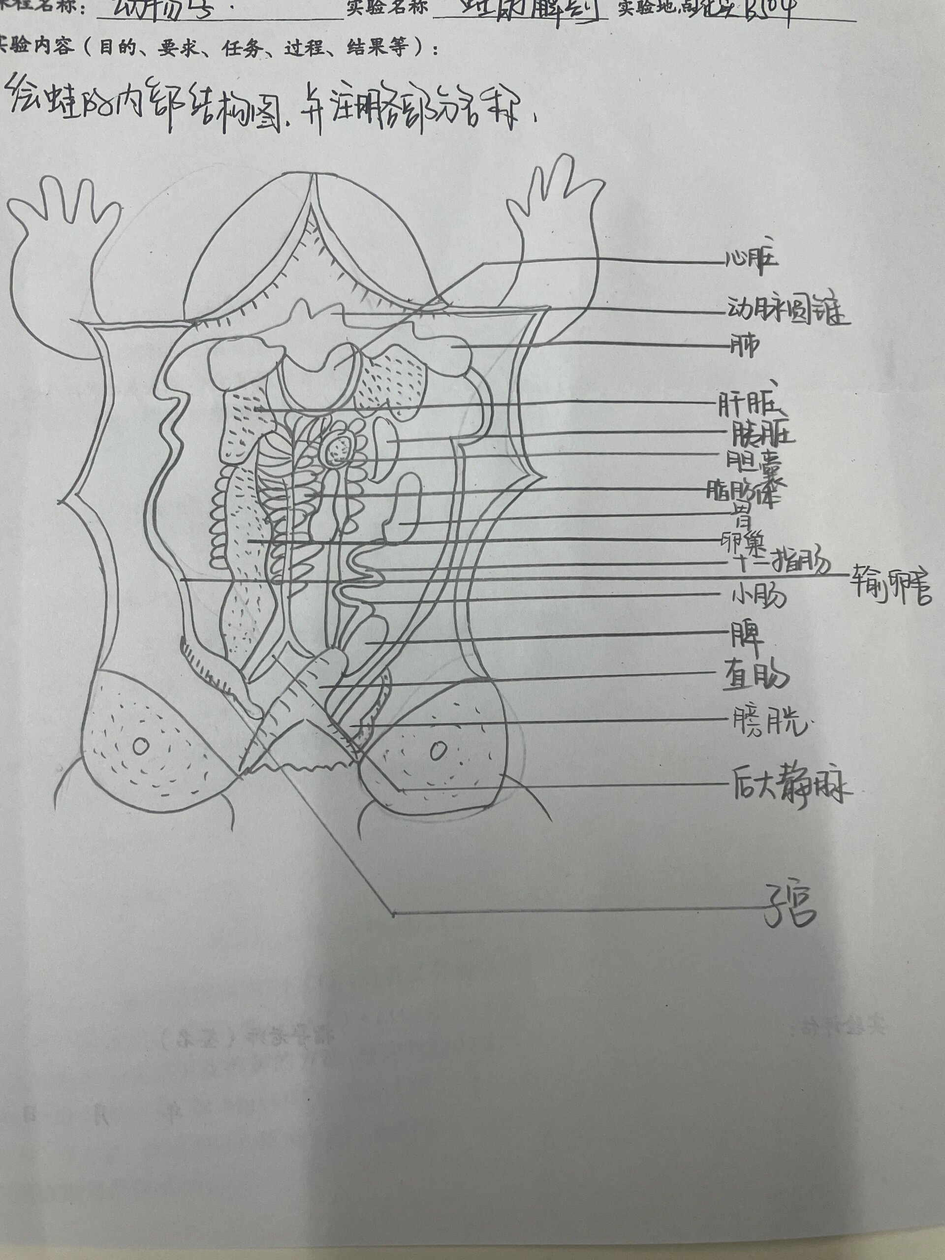 青蛙结构图示意图图片