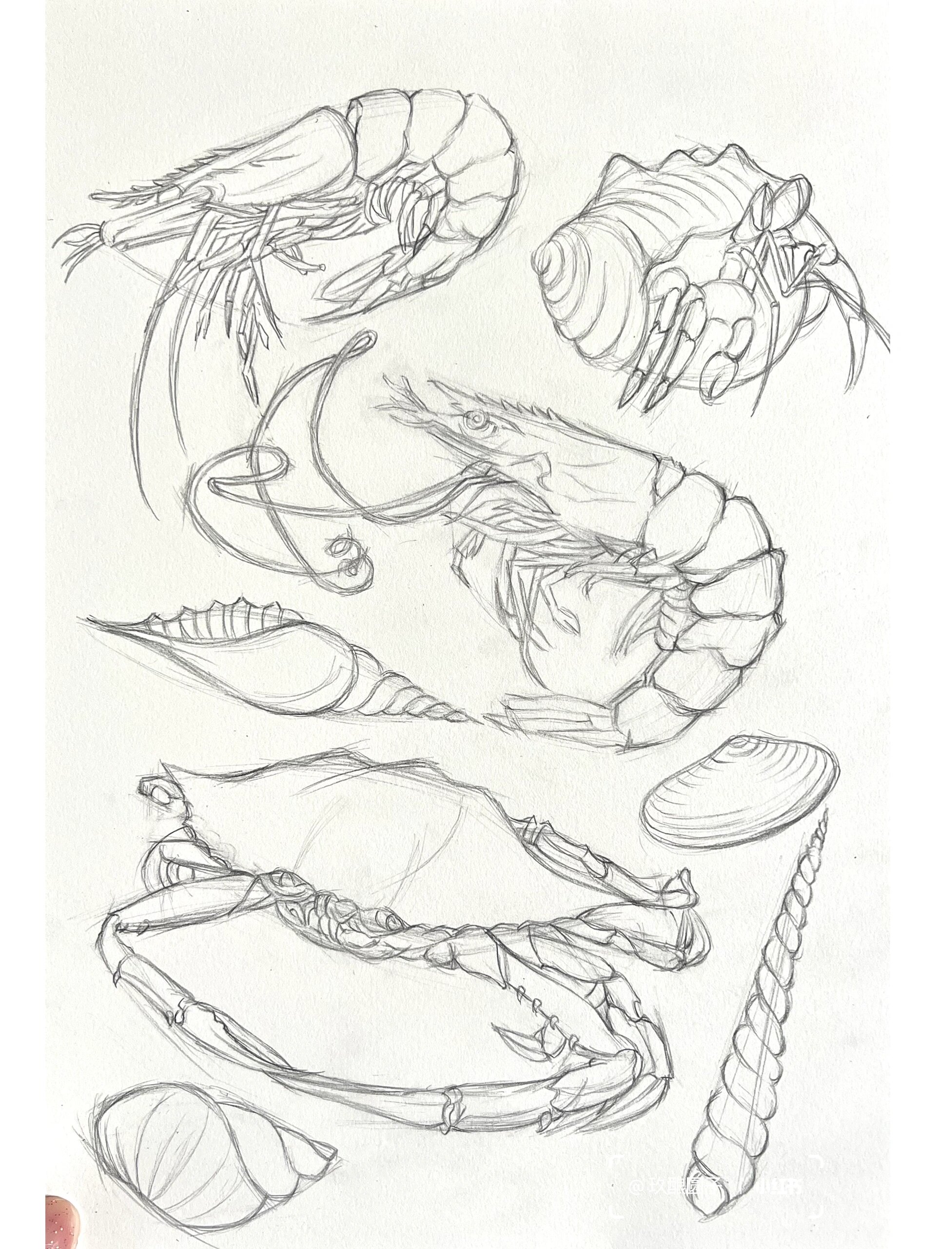海鲜大餐钢笔画(画个线稿先)——含步骤