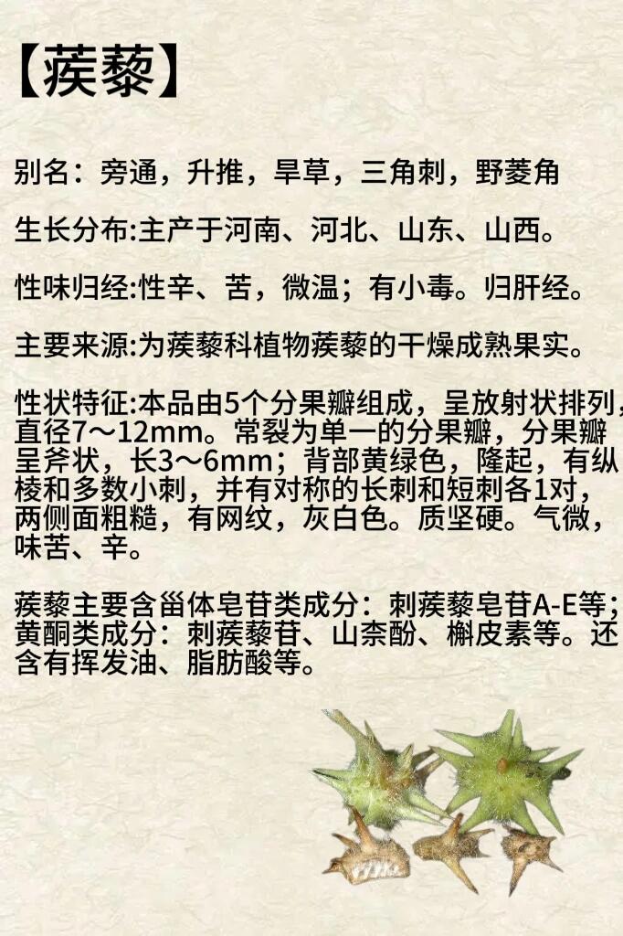 关蒺藜别名图片