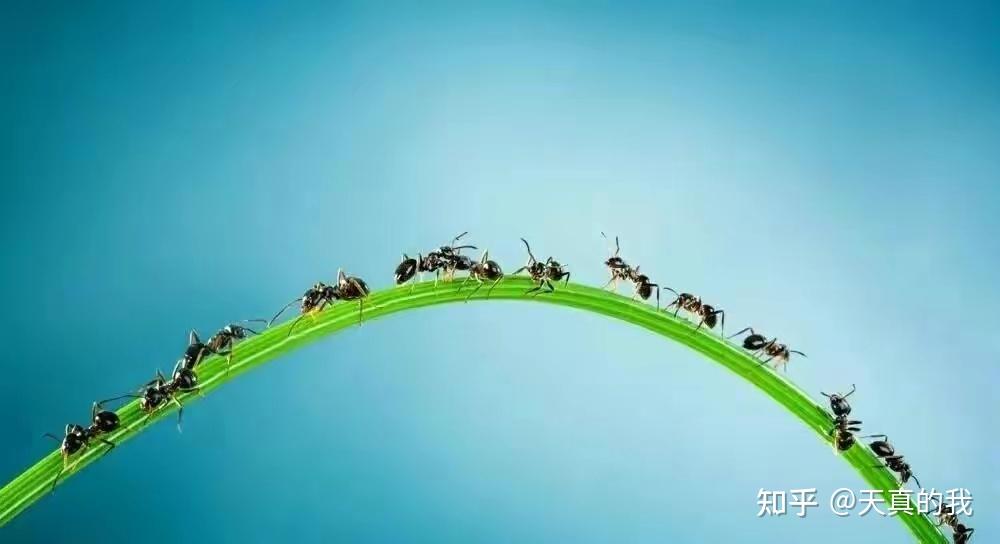 如何向孩子解释蚂蚁为什么会排队