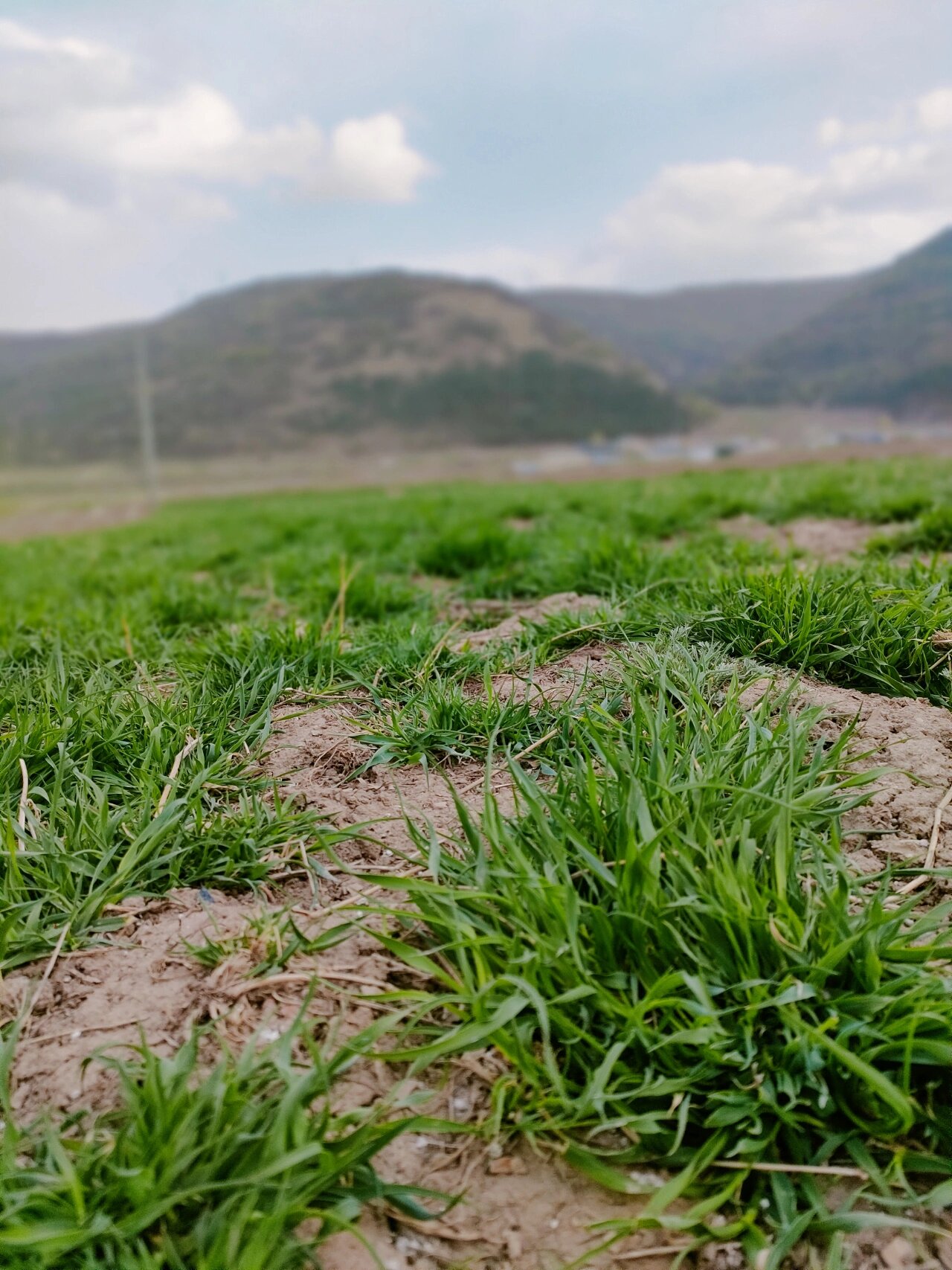 甘肃岷县北提最新提摩西草长势