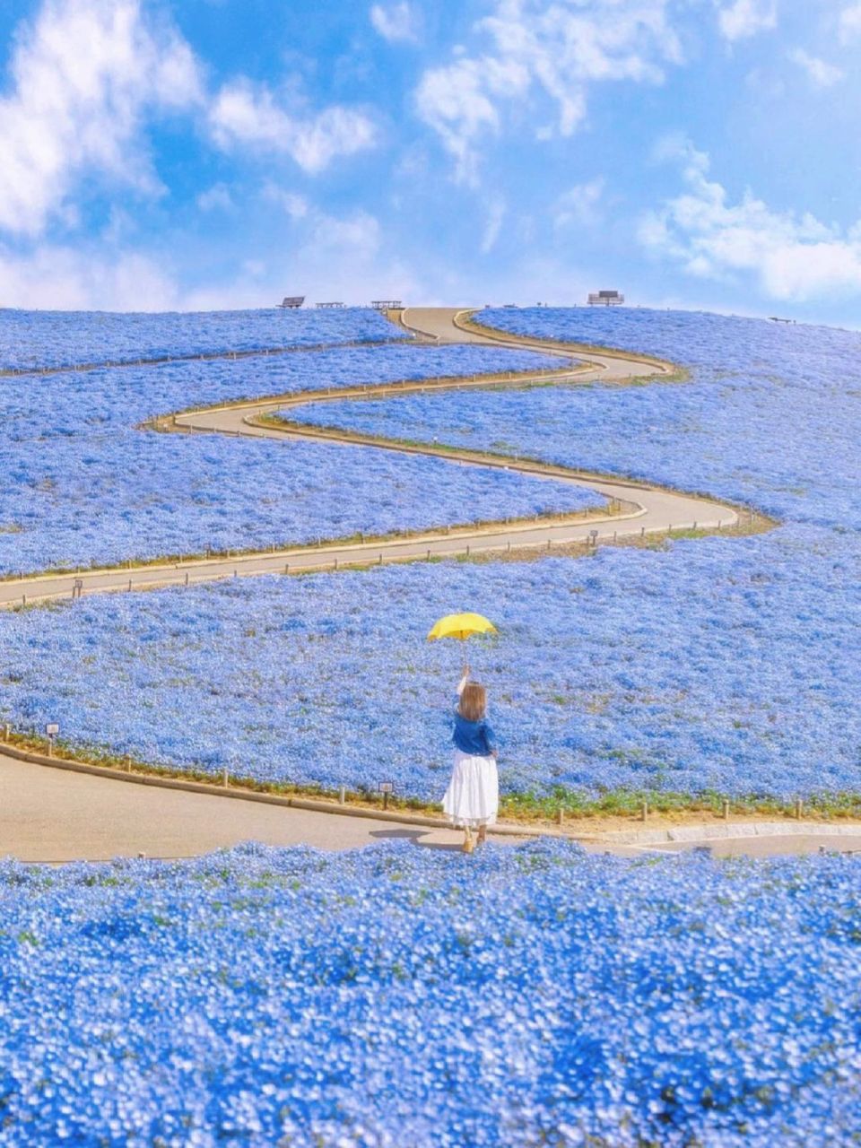 四季绽放的浪漫花海9591茨城海滨公园 日本茨城海滨公园 也叫国营
