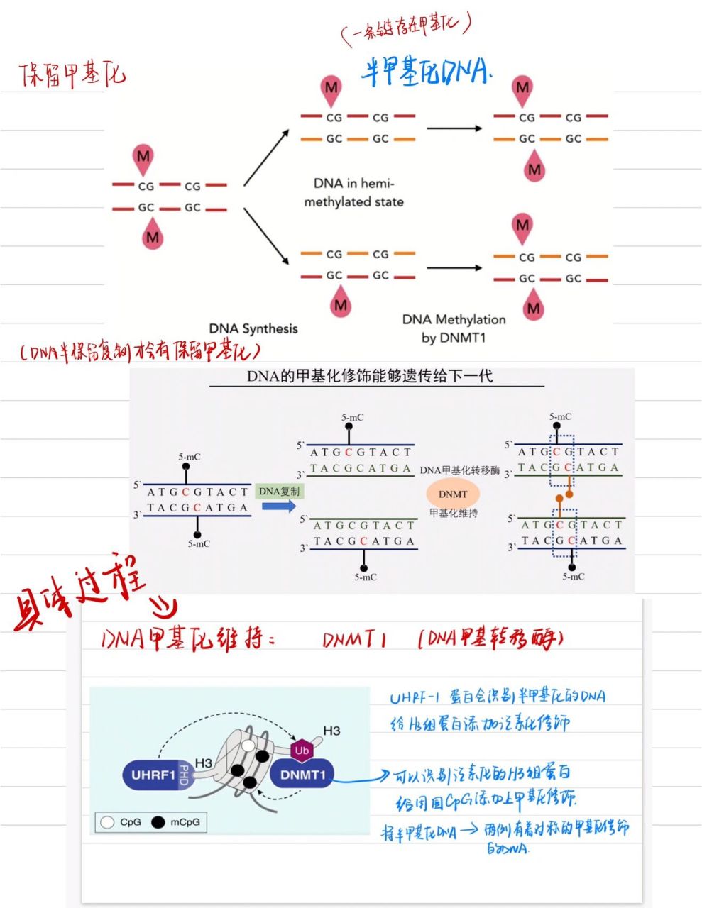 表观遗传学- dna甲基化 dna甲基化类似于一个基因开关,可以调控00