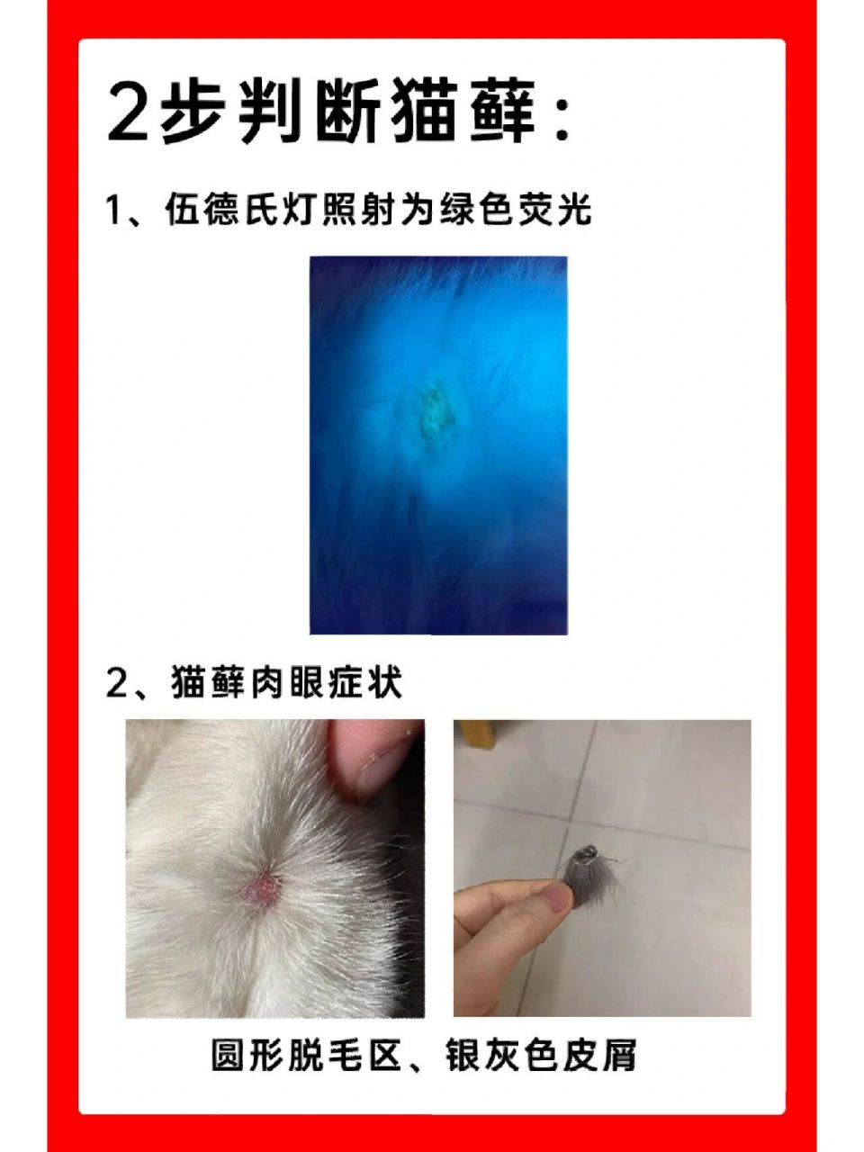 猫癣初期症状图 分辨图片