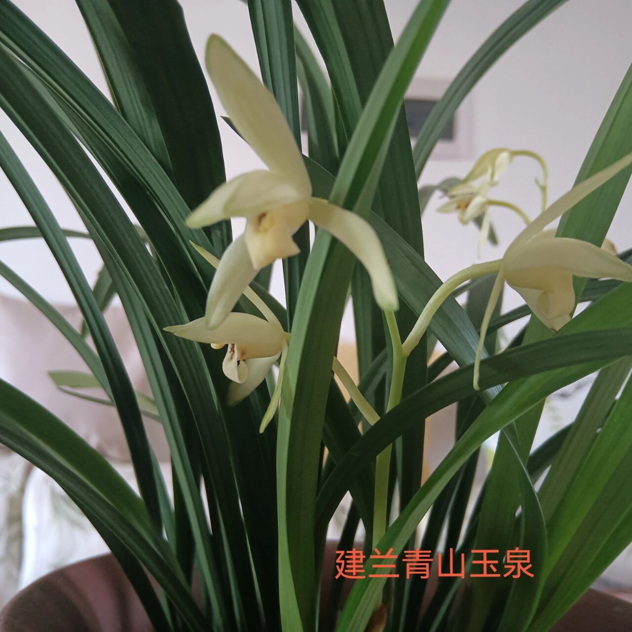 建兰素心青山玉泉开花啦(兰花8) 青山含翠微,玉泉泛金波 去年入手的