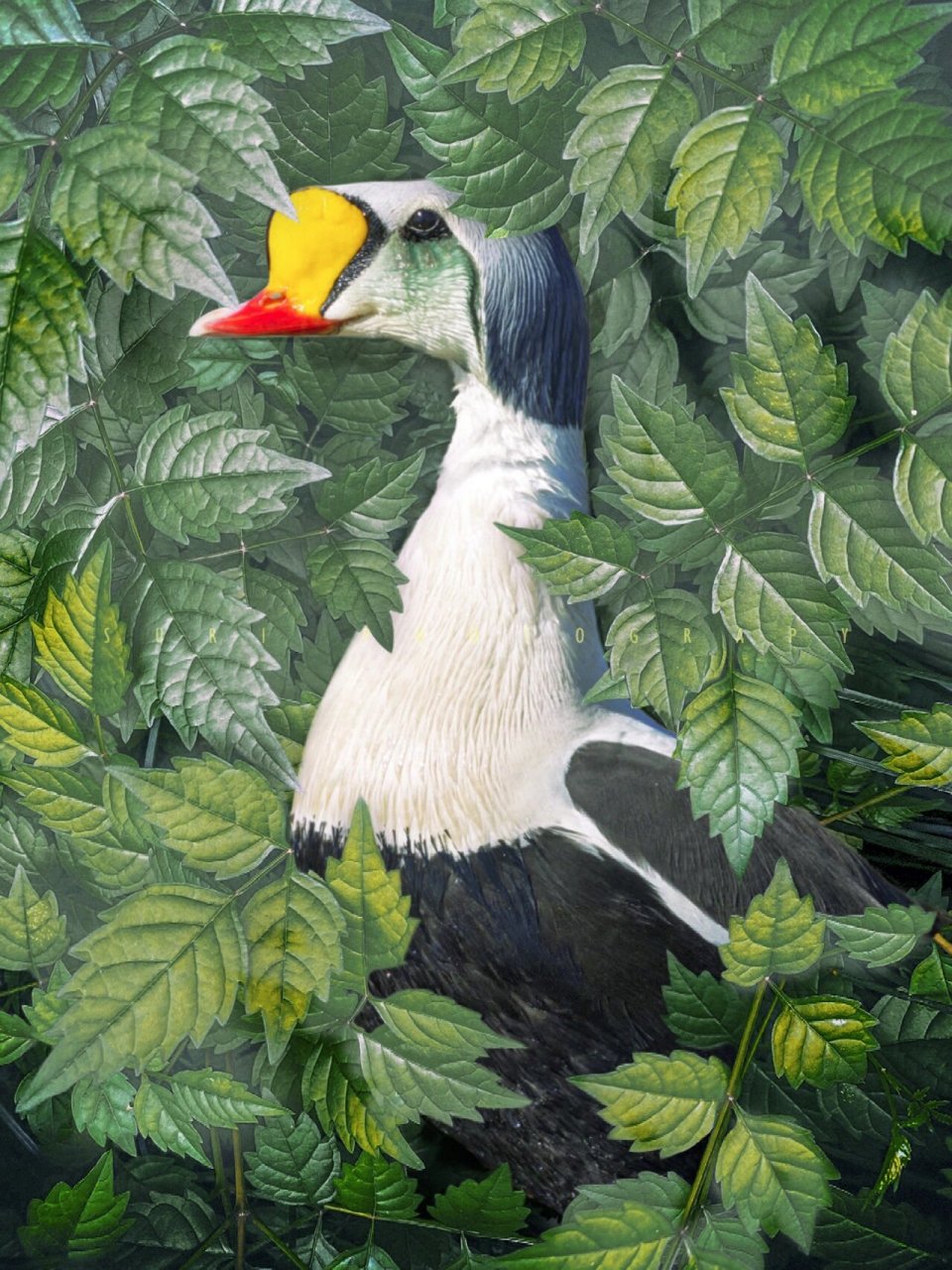 各种绒鸭的区别在于它们喙的长短和色彩不一样.