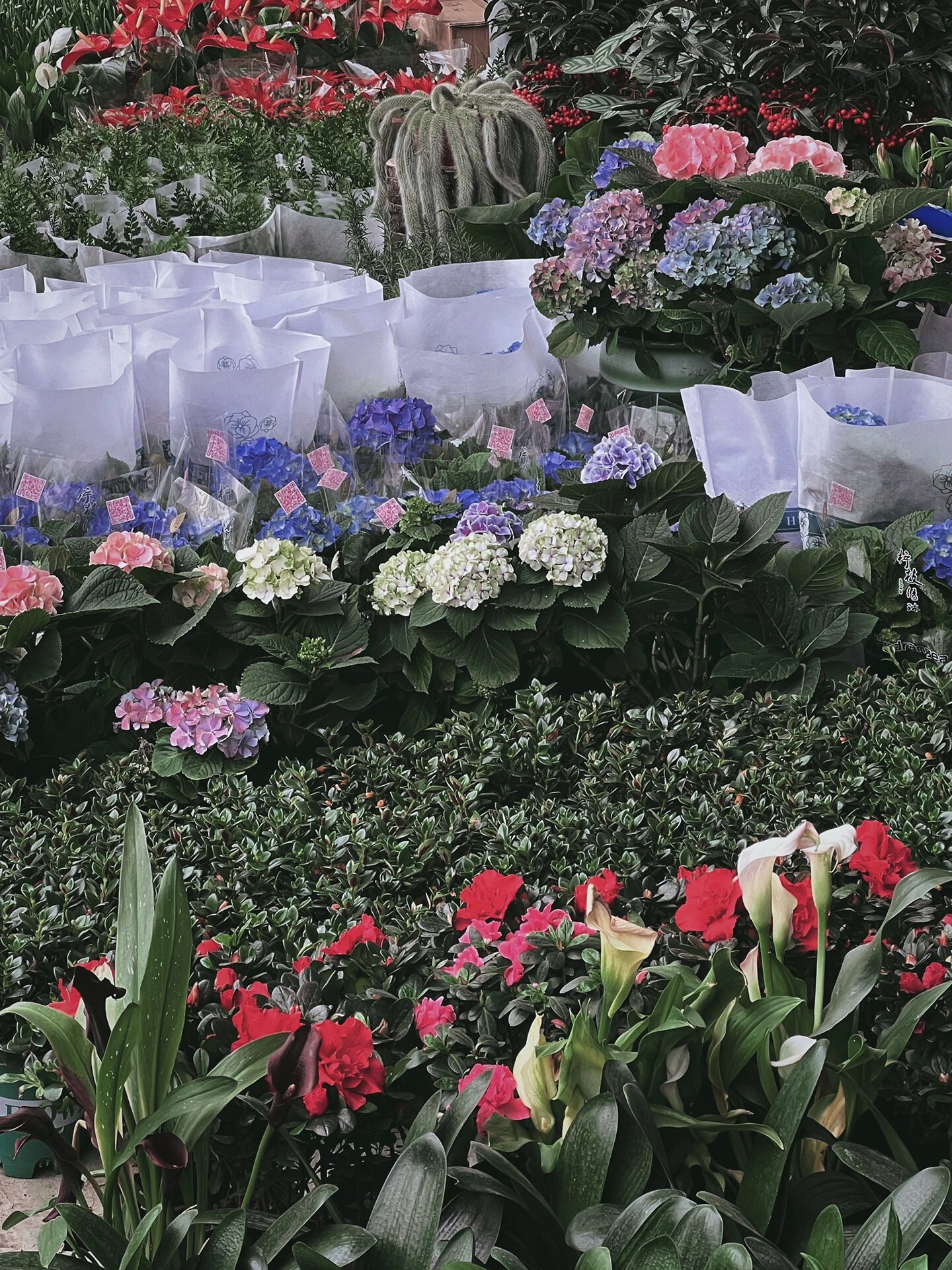 沈阳——南井花卉基地