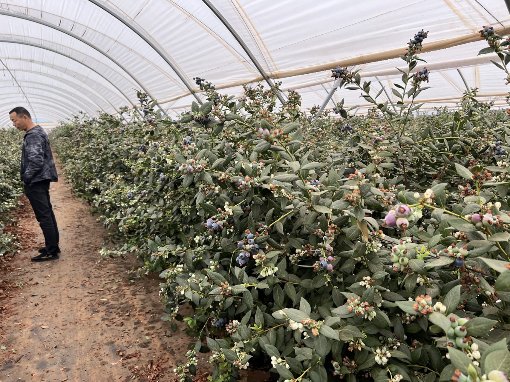 云南蓝莓-优瑞卡    产地主要集中在云南红河州(蒙自 建水)基质栽培为