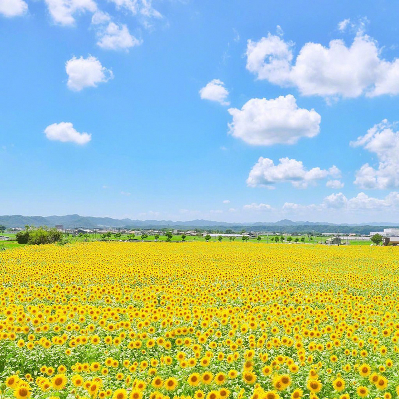 沐浴盛夏阳光的向日葵979797#向日葵# #摄影美图分享#   (via.