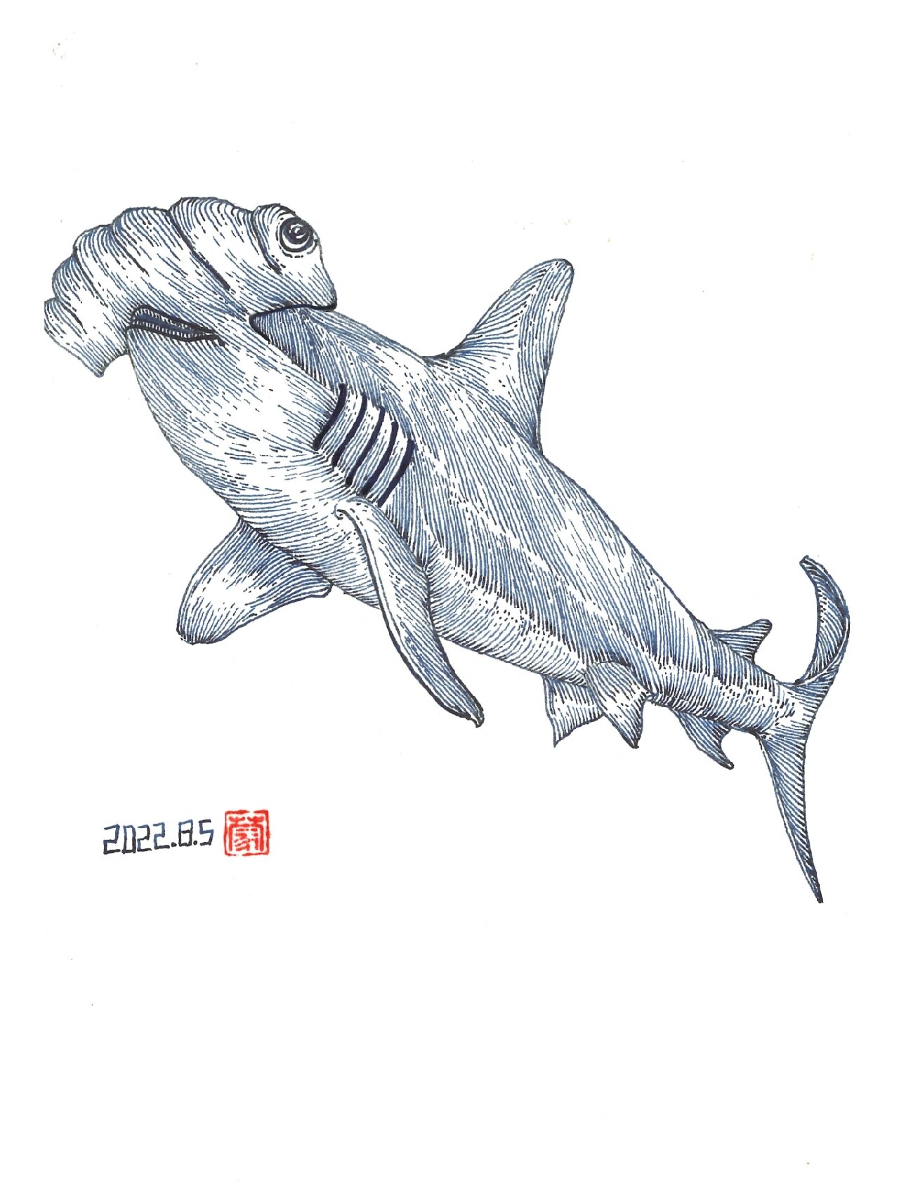 画画打卡,一只翻白眼的锤头鲨