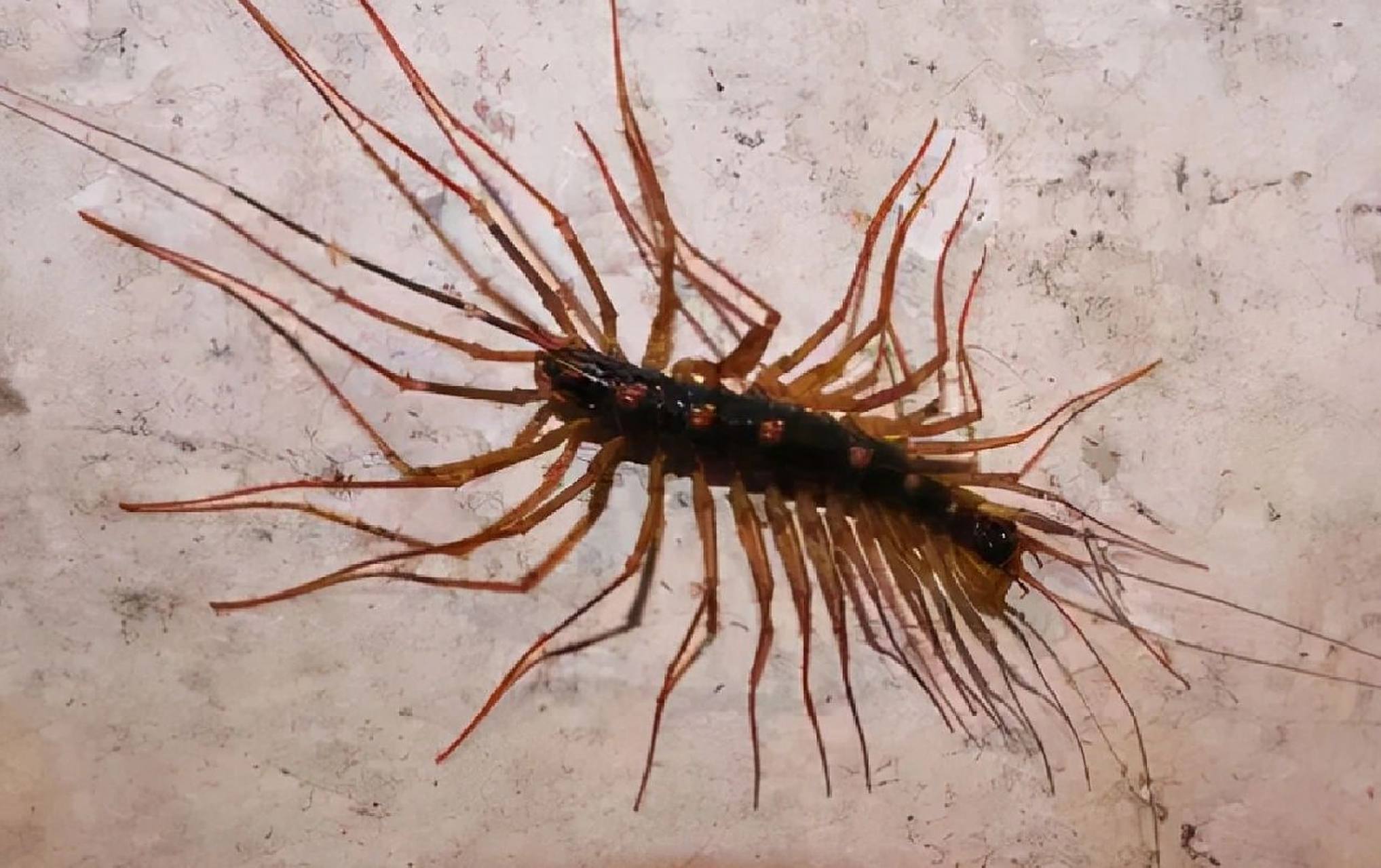 蚰蜒这种虫子不是很常见,它长得有些像蜈蚣,但是和蜈蚣还是有些区别