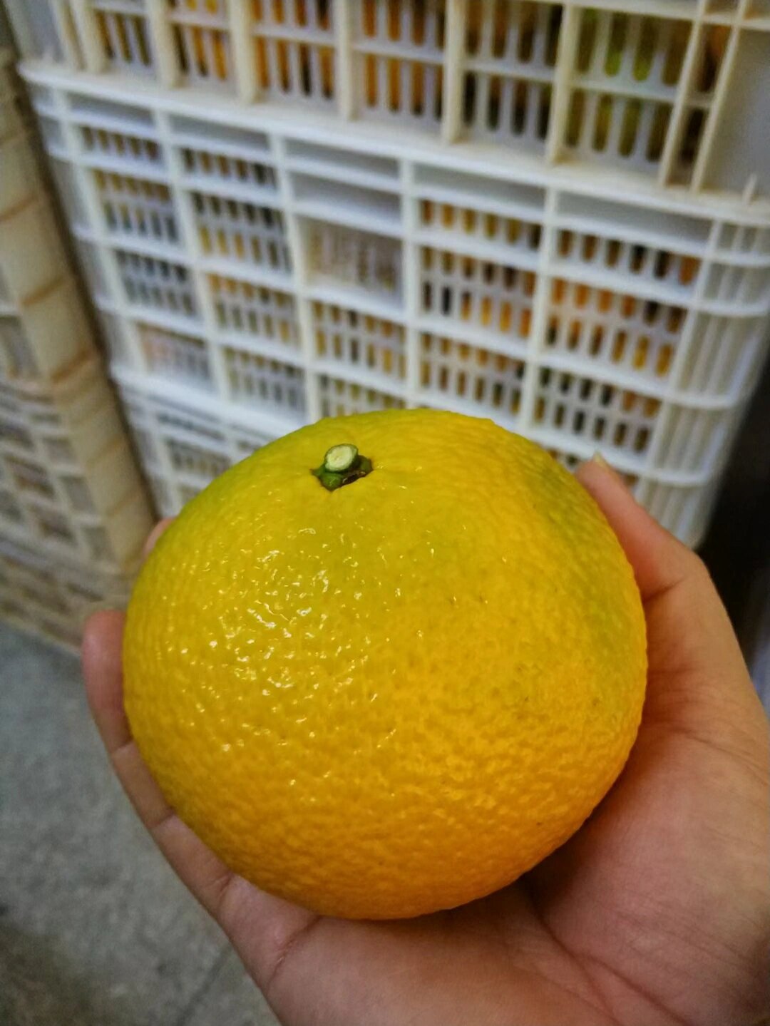 赣南会昌桔柚 中国人不骗中国人 口感超棒 新品会昌桔柚上市 口感91