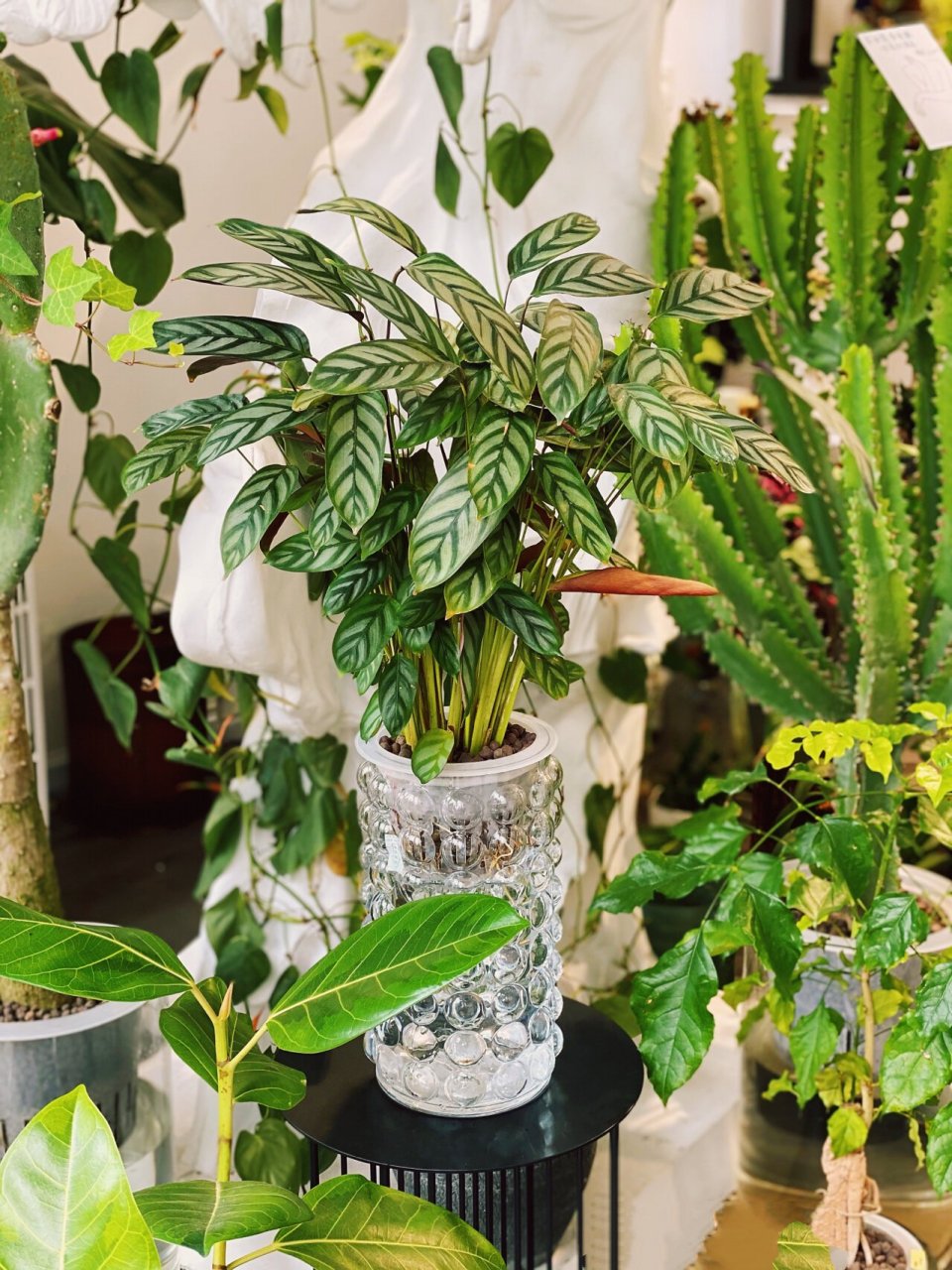 🌱水培美植推荐⬆️飞羽竹芋 📖families genera: 竹芋科竹芋