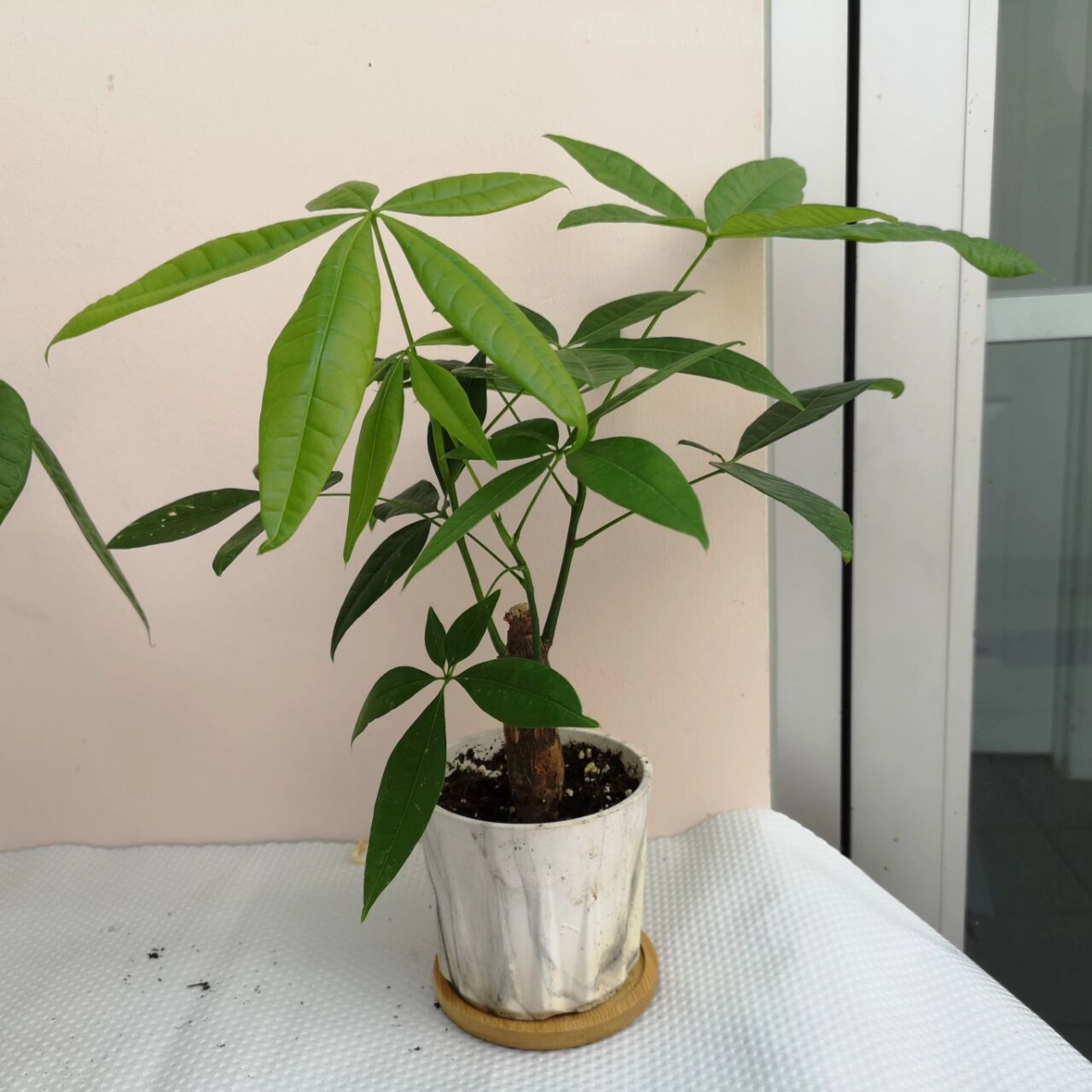 如何护理发财树小盆栽 如何护理发财树小盆栽 光线: 发财树是喜光植物