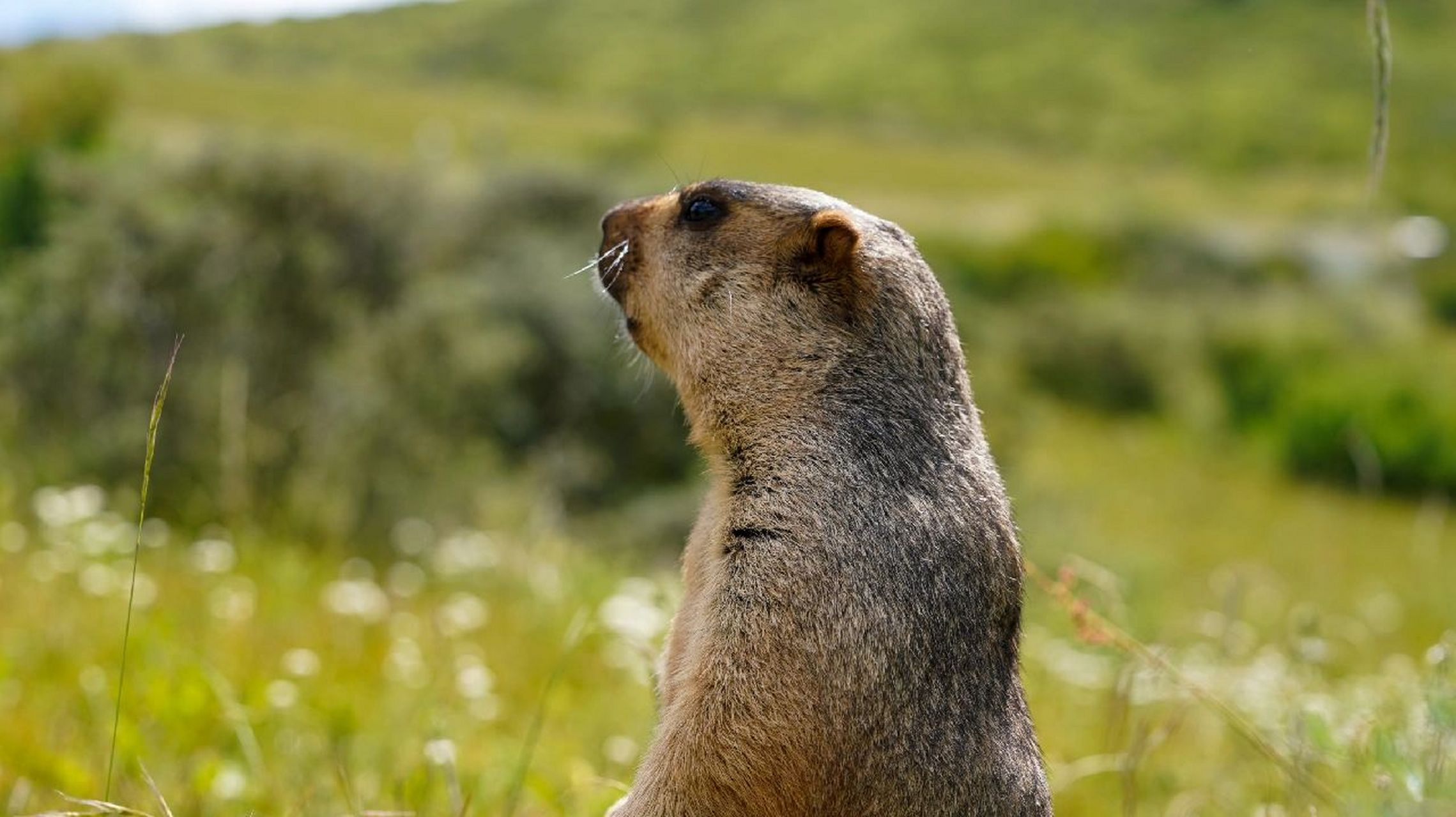 旱獭科普     旱獭属(学名:marmota):大型啮齿动物,共有14个物种.