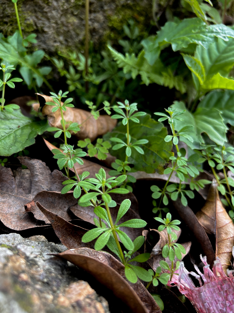 是茜草科,拉拉藤属植物.