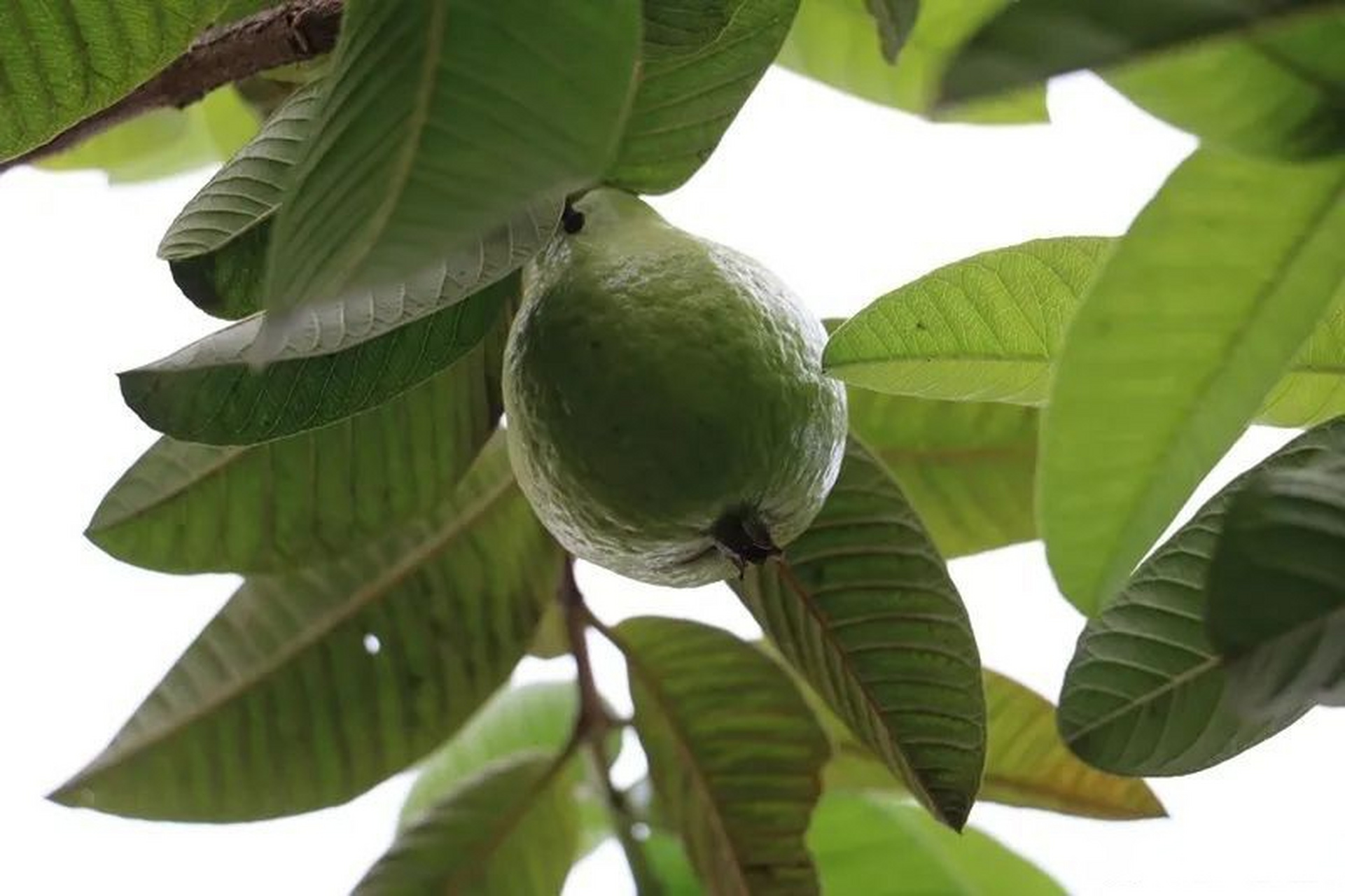 "在龙陵县碧寨乡,有一种水果,看着像梨但不是梨,像枣但也不是枣,吃