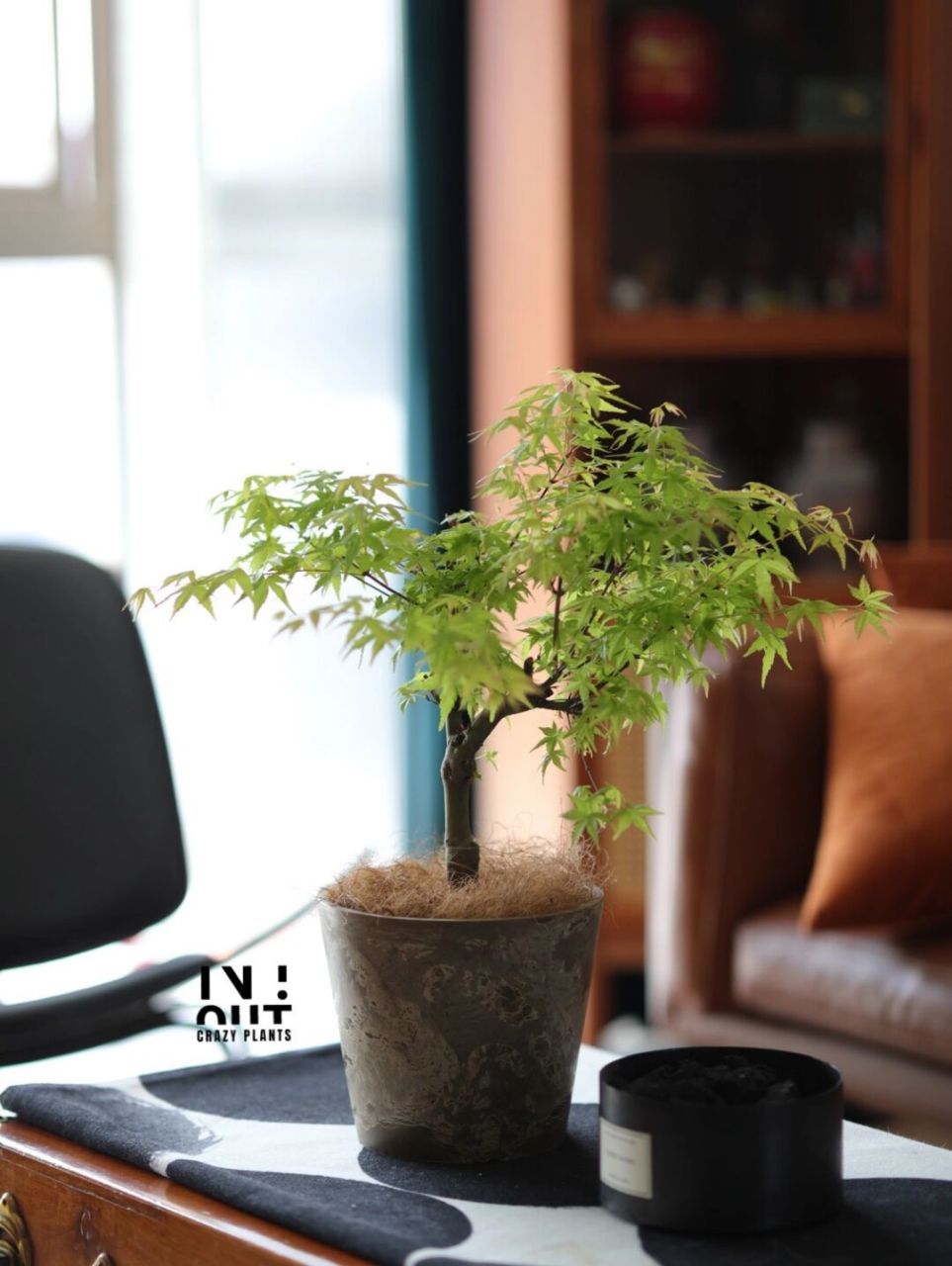 老桩流泉枫树才是家养流泉的天花板/附养护 老桩黄金枫开启了初夏所有