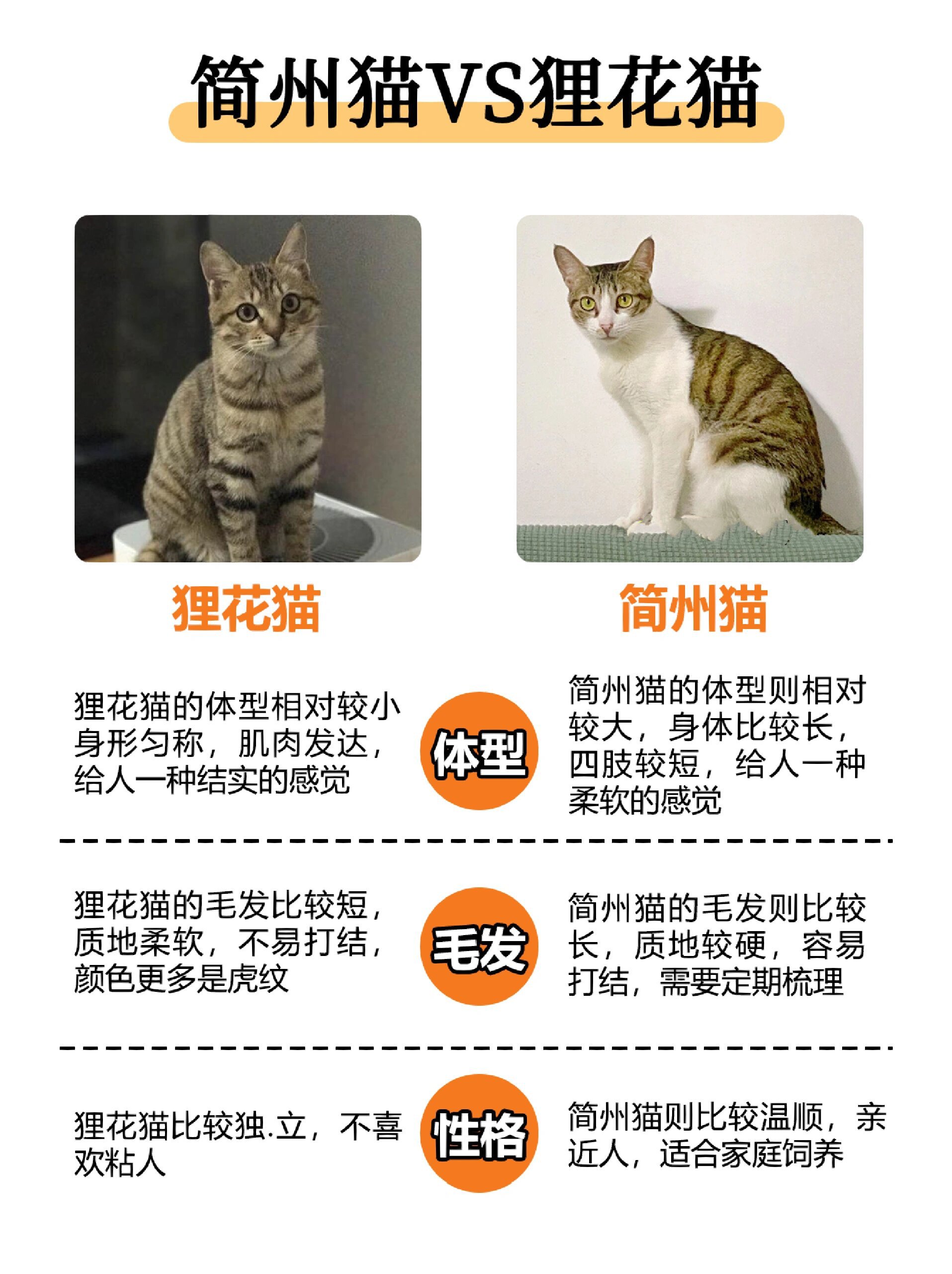 简州猫和狸花猫混交图片