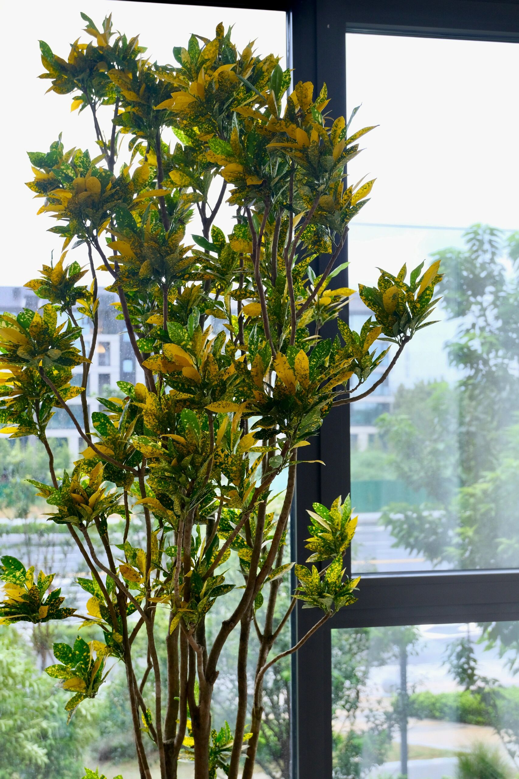 最适合家里的招财植物