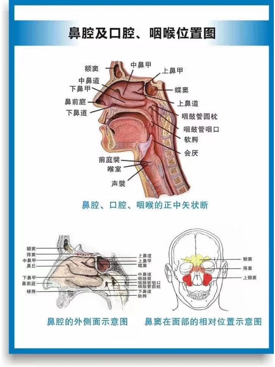 总鼻道图片