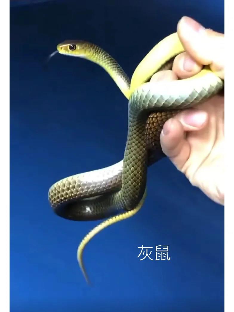 爬宠国蛇灰鼠蛇苗子成体有