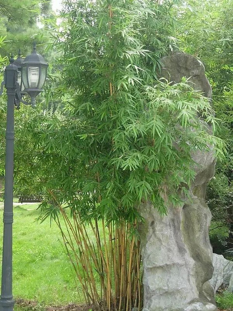很多业主都喜欢在庭院种竹子,但种什么竹子也是很有讲究,今天给大家