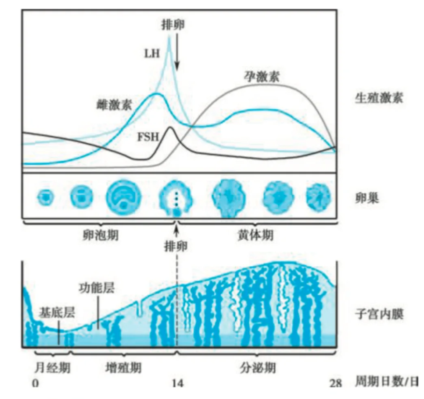 子宫内膜0.5mm是否正常要看月经周期的时间