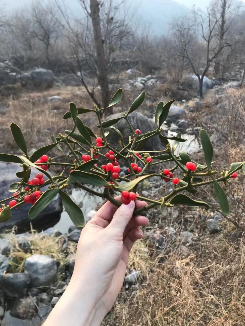 槲寄生的照片 槲寄生
