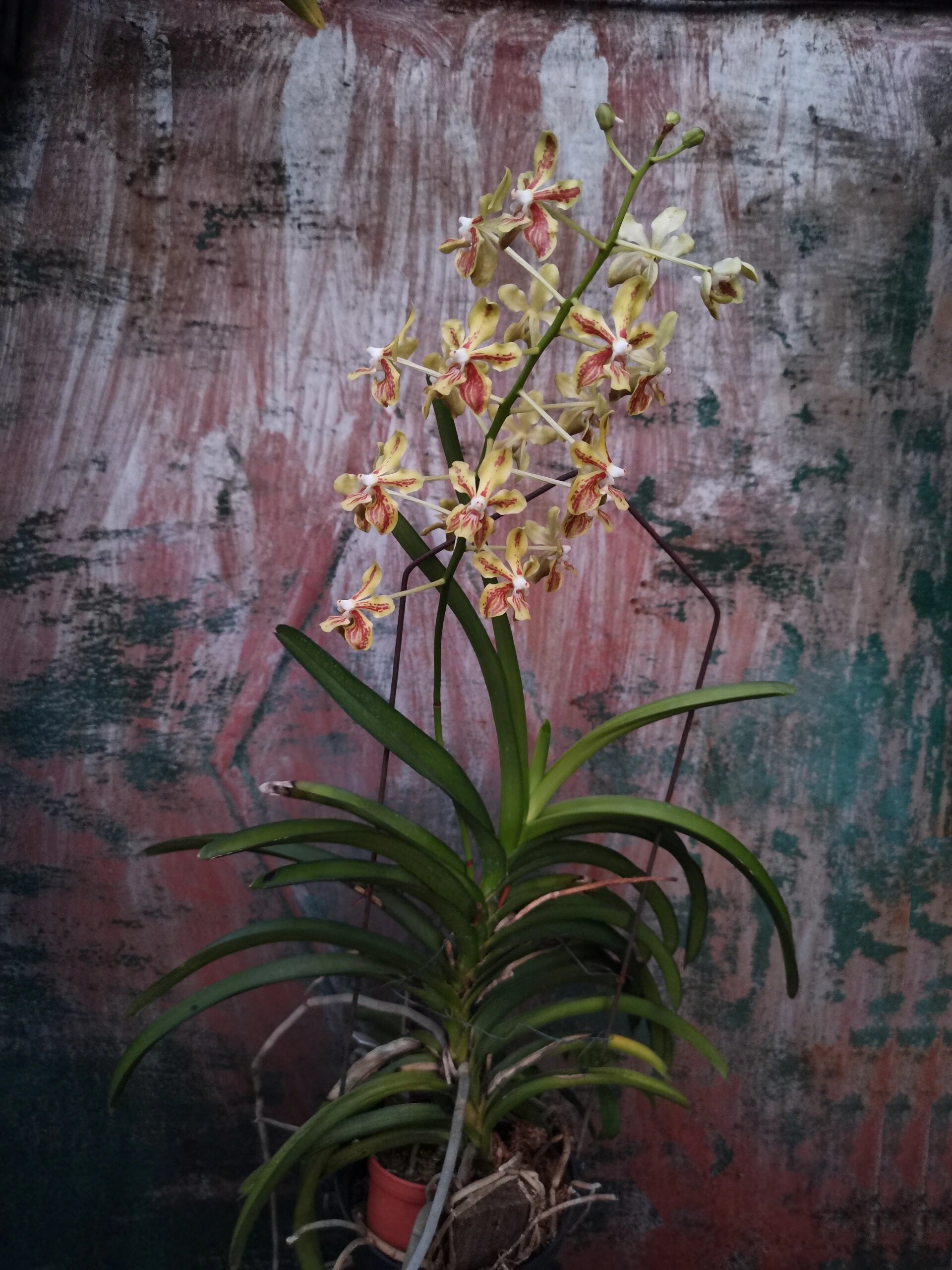 万代兰 雅美万代兰,好种好开又香.#万代兰##单轴类##兰花# #绿植