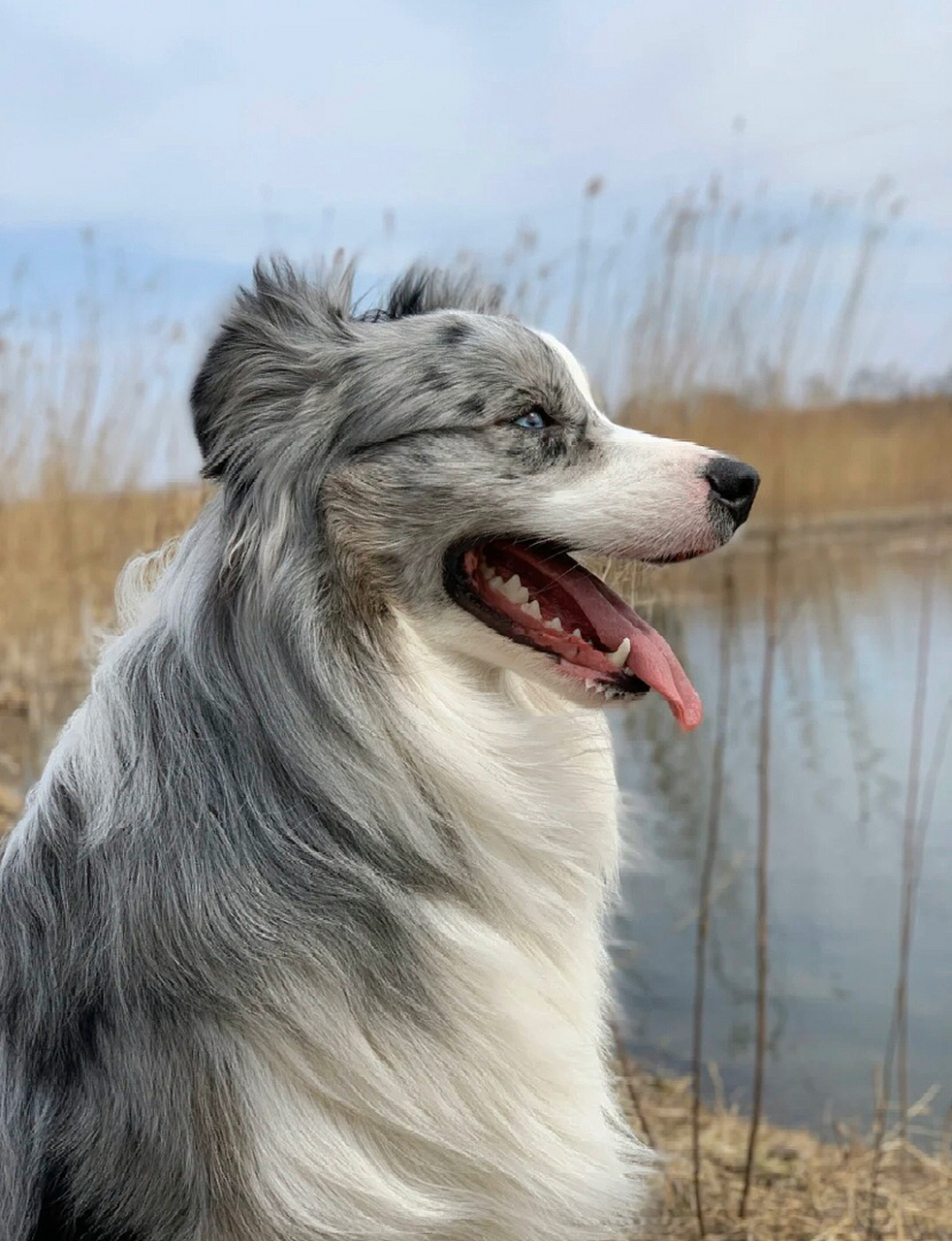 重庆陨石边牧|颜值与智商并存,蓝眼睛超漂亮 73边境牧羊犬 边牧属于