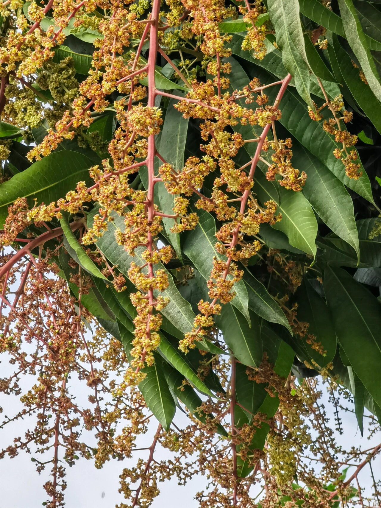 第一次看见芒果树开花