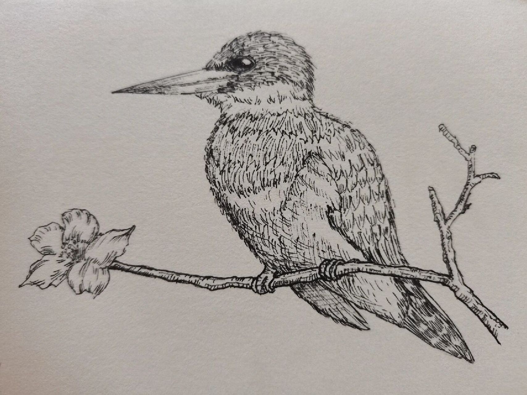 控笔练习/一只小小鸟/线描画 [期待]很神奇哦,当你拿起笔,开始画画的