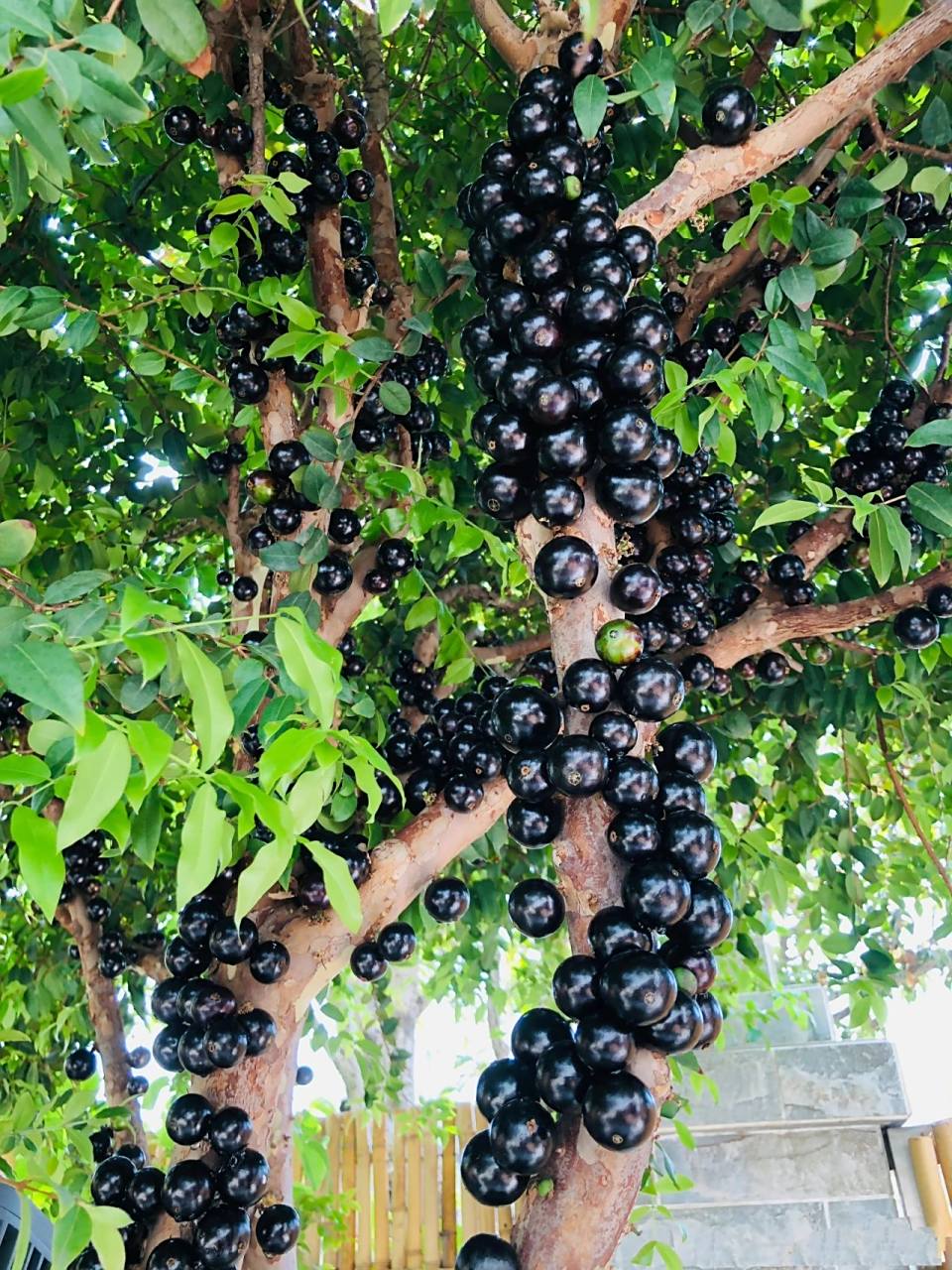 长在树上的葡萄 沙巴嘉宝果又叫树葡萄,树龄要达到6年以上才能开花