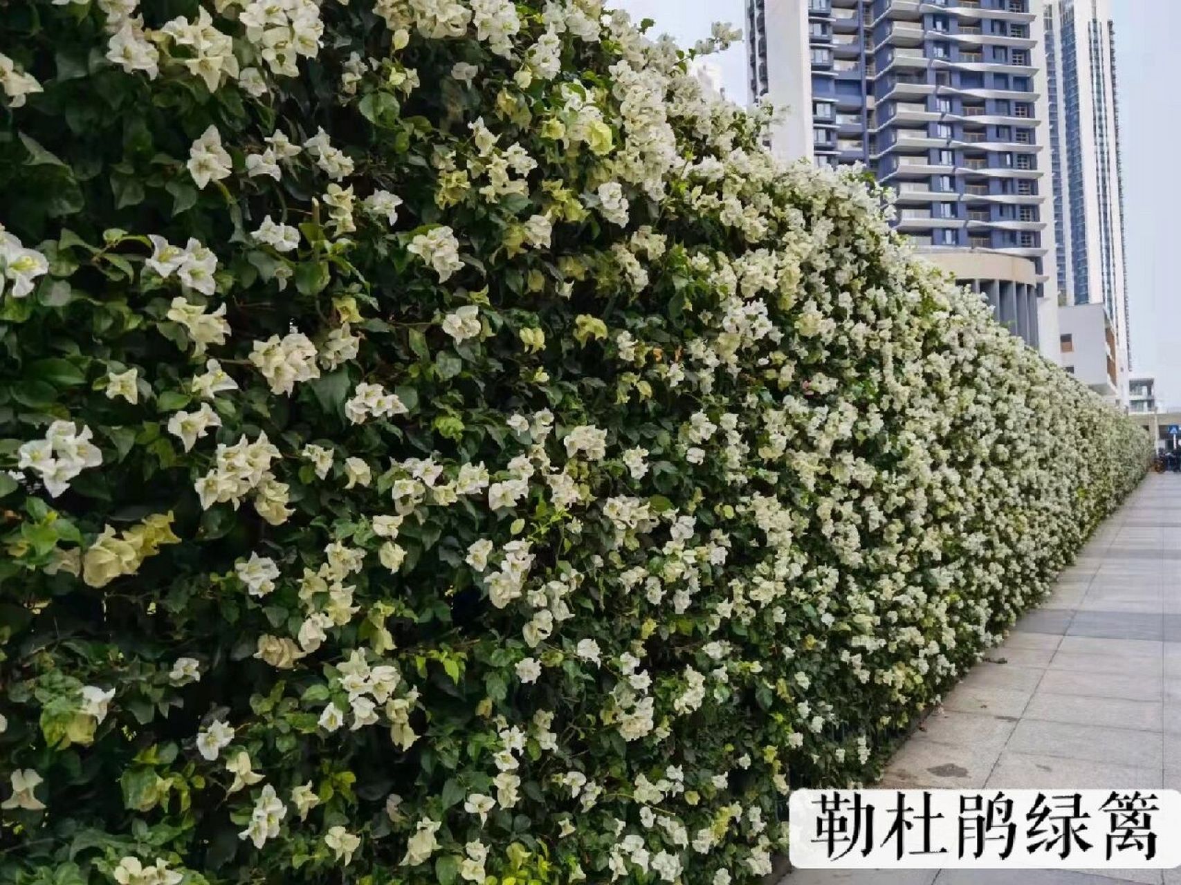 勒杜鹃绿篱 2.圆叶榕绿篱 3.绿宝绿篱 4.罗汉松绿篱 5.柳叶榕绿篱 6.