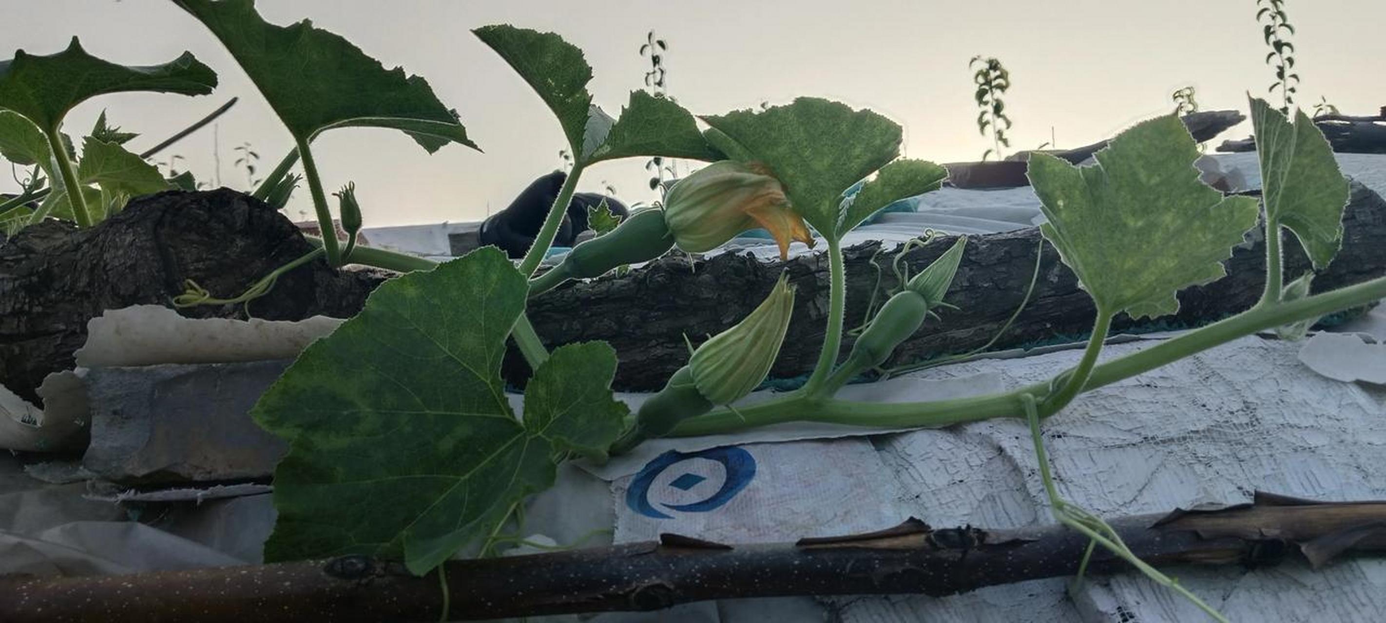 秋天也许是南瓜正结的季节,南瓜藤在夏天一直在