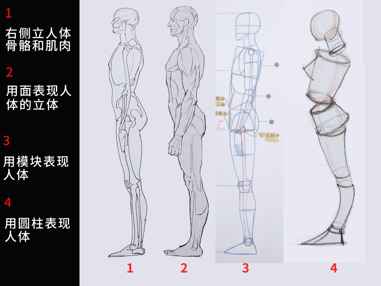 默画速写 人体结构练习 侧面站立姿态