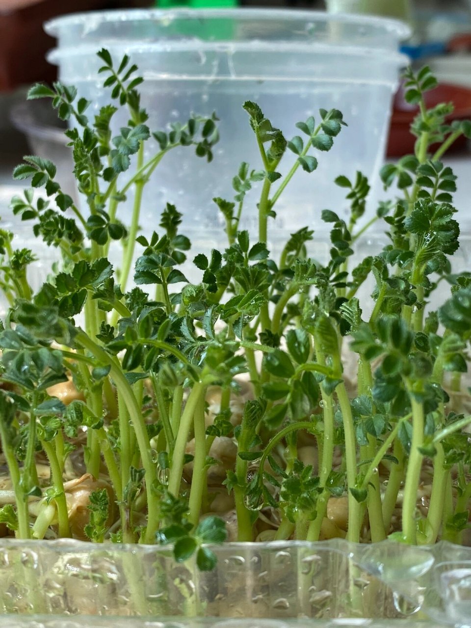 黑豆苗90鹰嘴豆苗 真心感觉发豆芽的目的不是为了吃.太养眼啦!