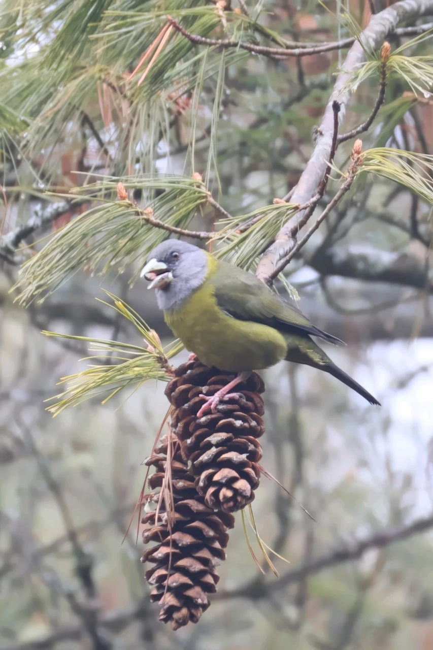 【百鸟志61图纪】 (284)◇70黄颈拟蜡嘴雀70◇ (甲辰仲春,摄于