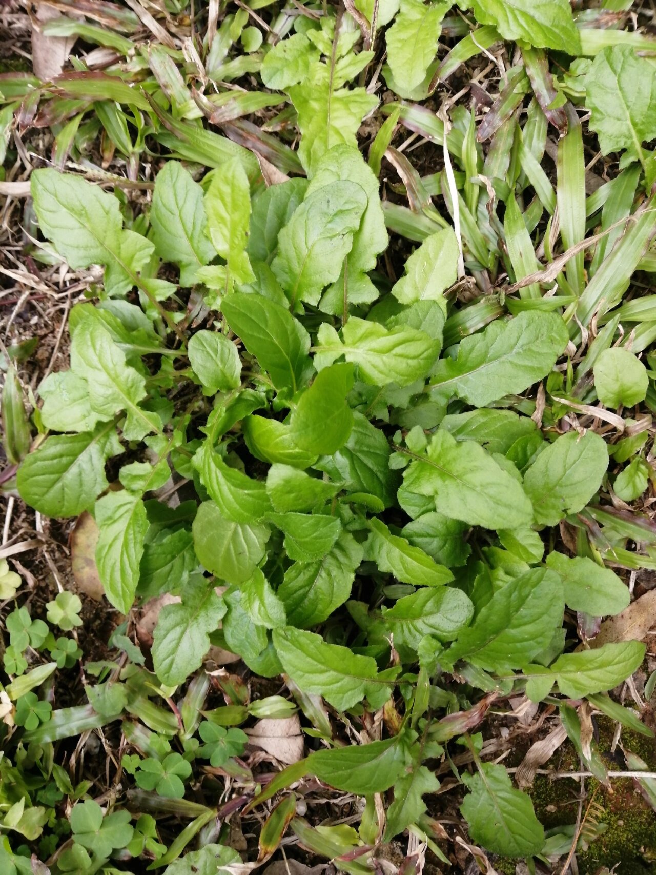 不知是不是荠菜的一种?开的是小黄花