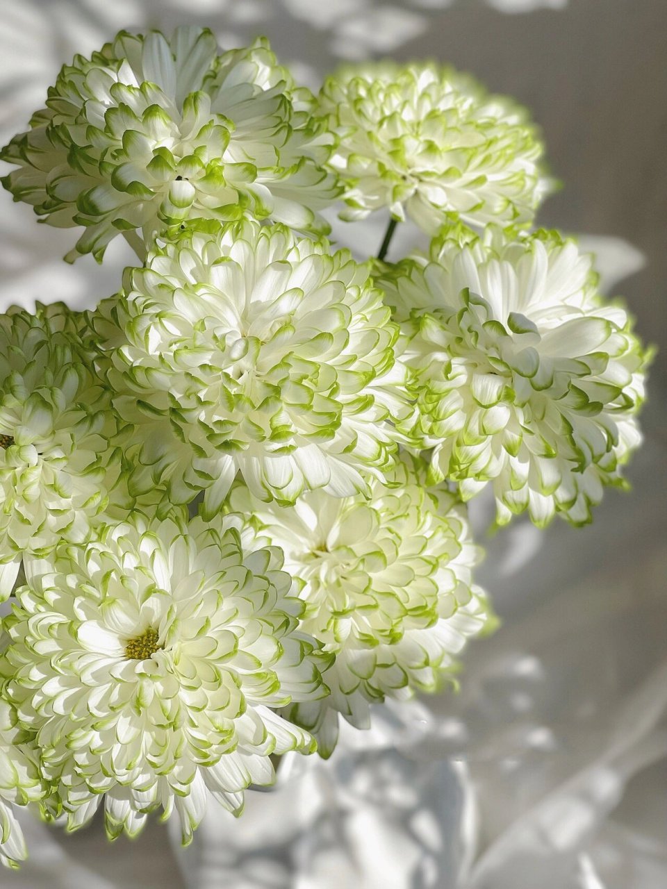 鲜花分享|绿天赞菊