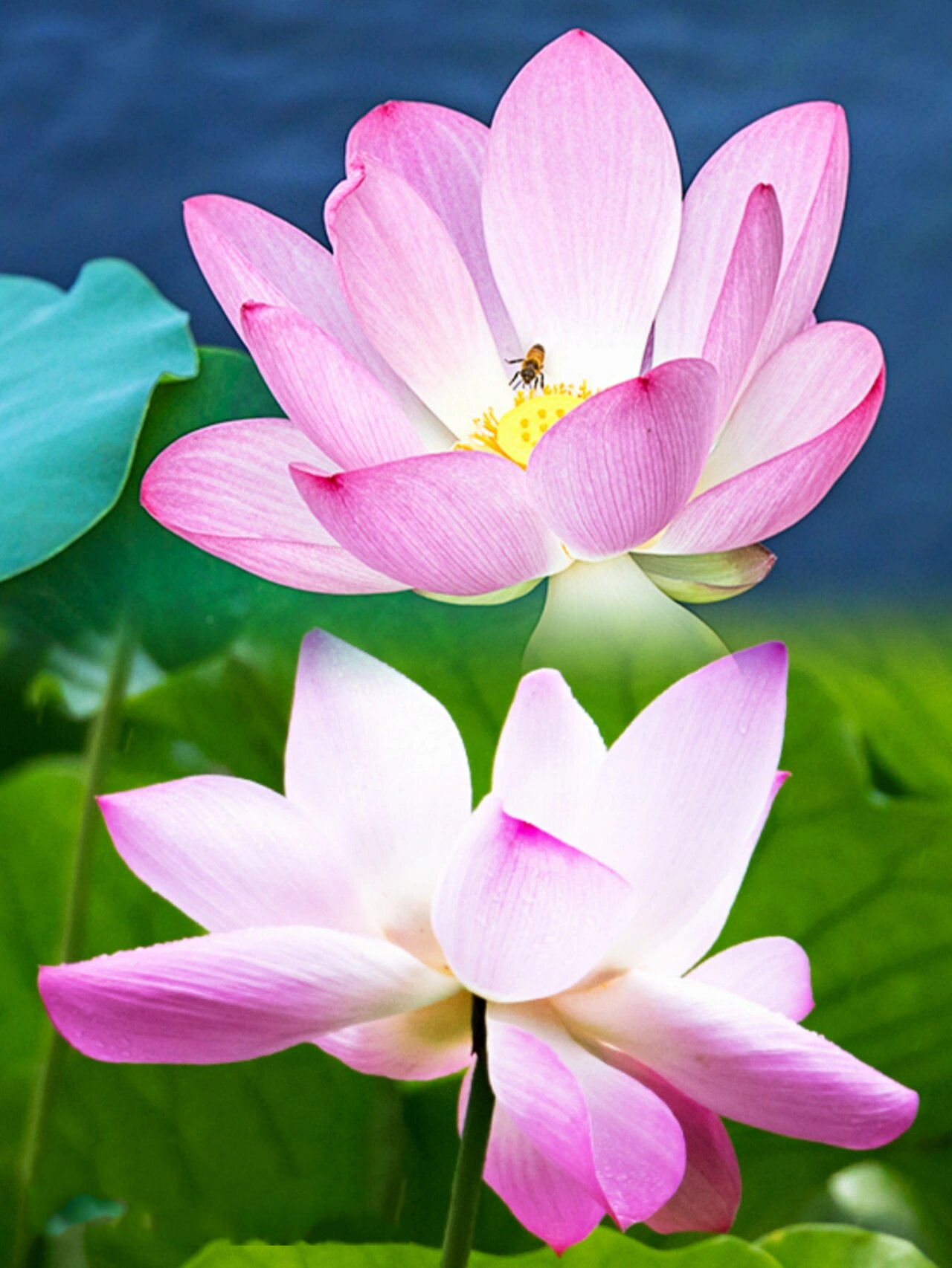 荷花写生素材 | 快速掌握不同形态(高清)