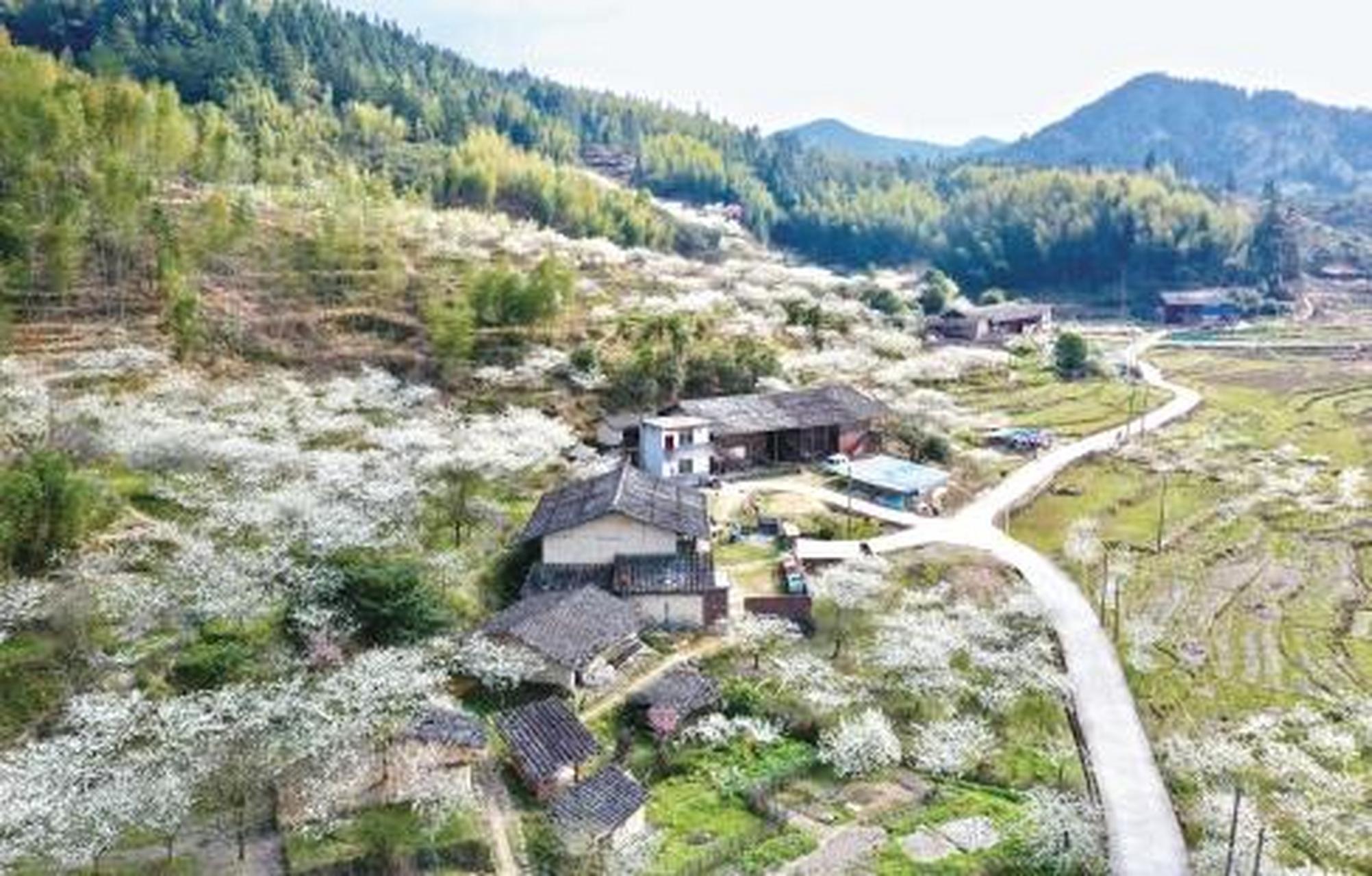 日前,福建省福州市永泰县盖洋乡盖洋村古厝间李花盛开.